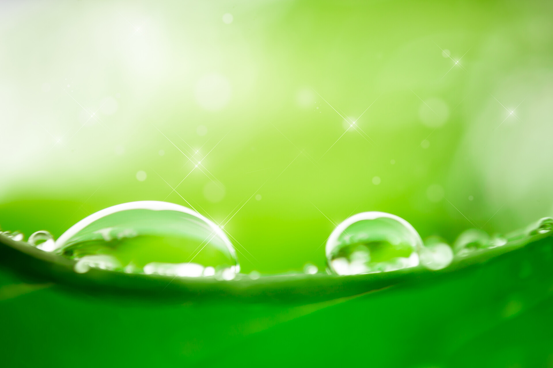 模糊背景绿色树叶上的水珠叶上的水滴