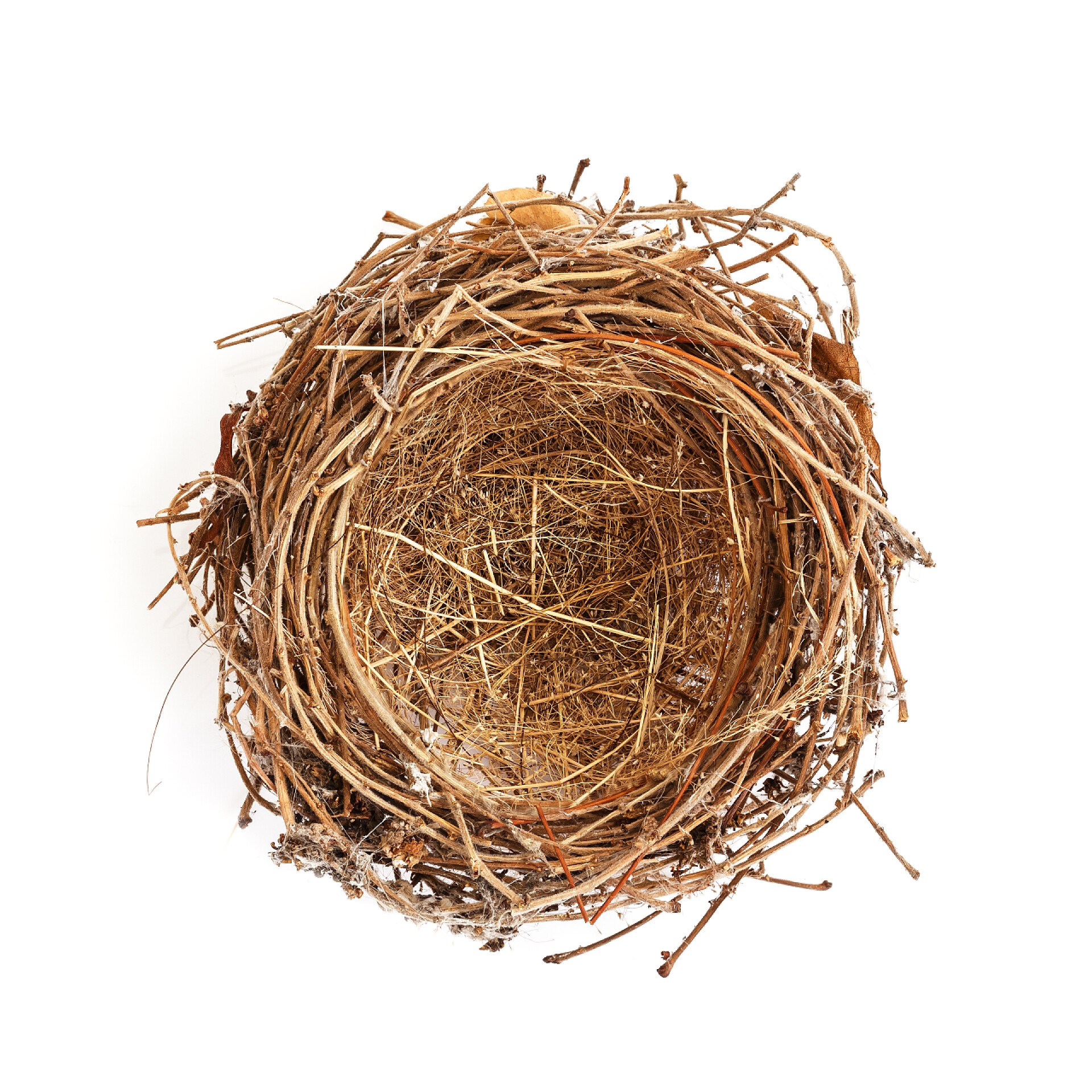 白色背景上的鸟巢顶部视图白色衬底上的孤立的鸟巢