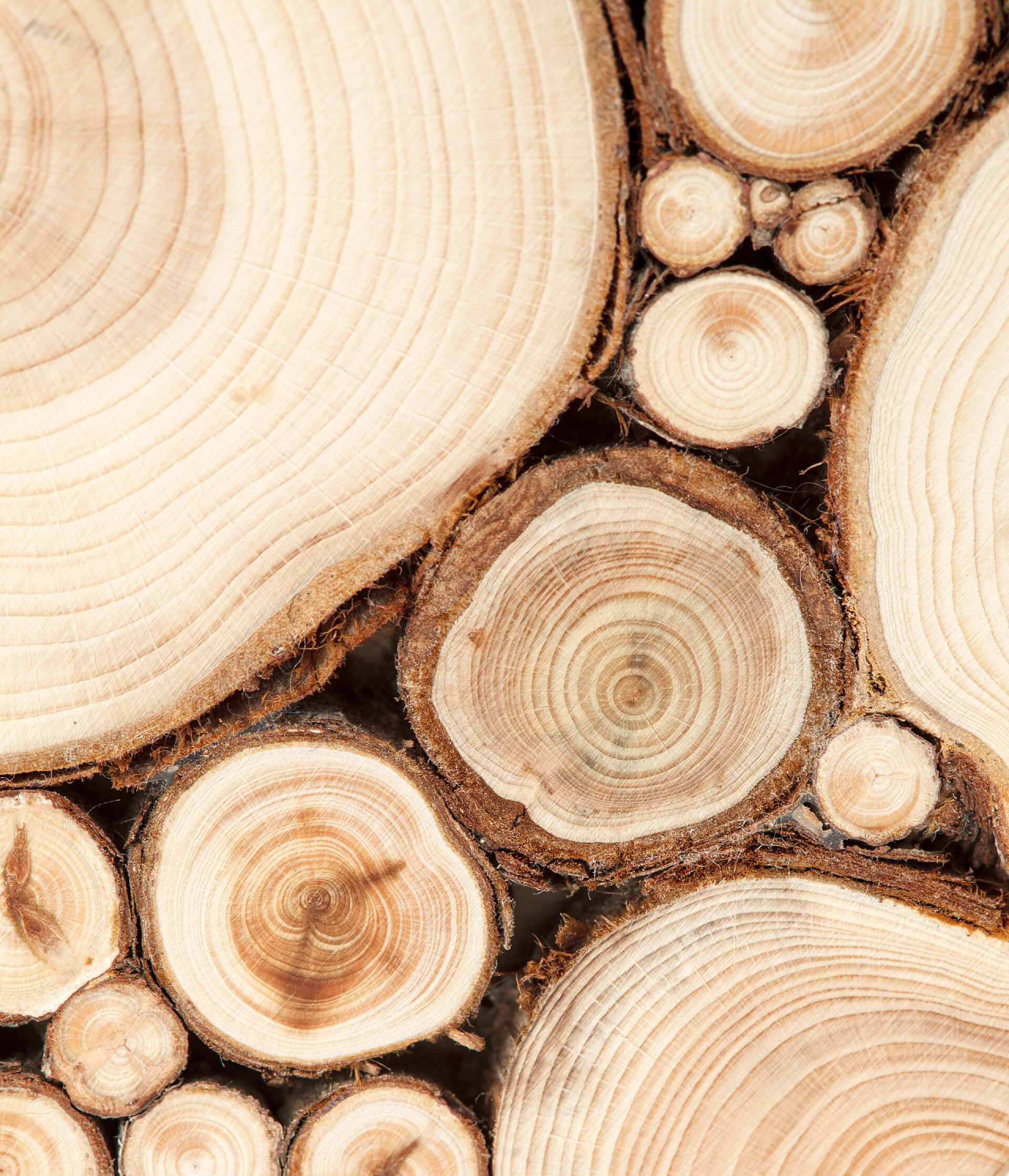 树木纹理顶部视图木制背景