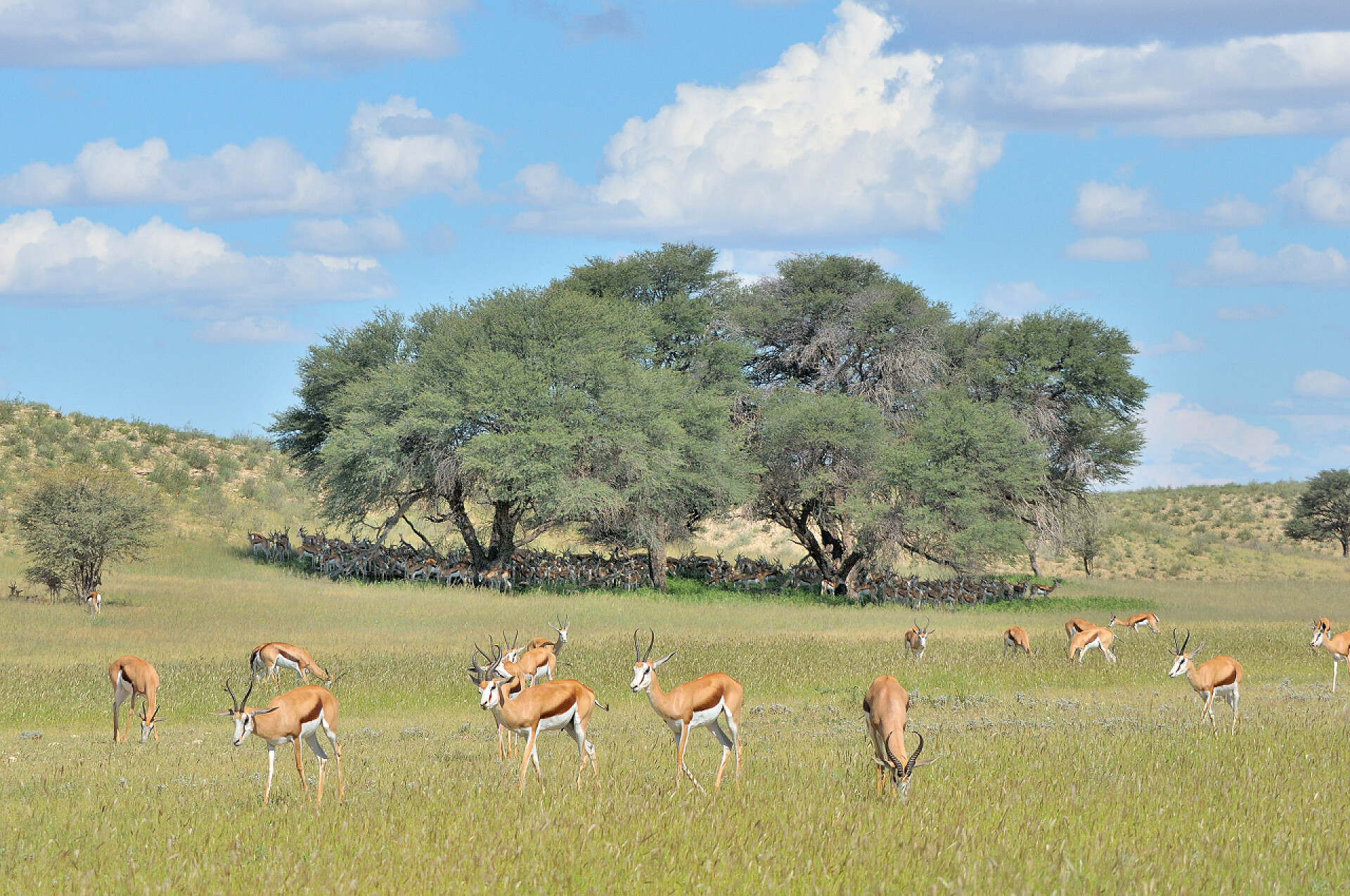 蓝天白云下草原上成群的羚羊躲在树底下的跳羚群
