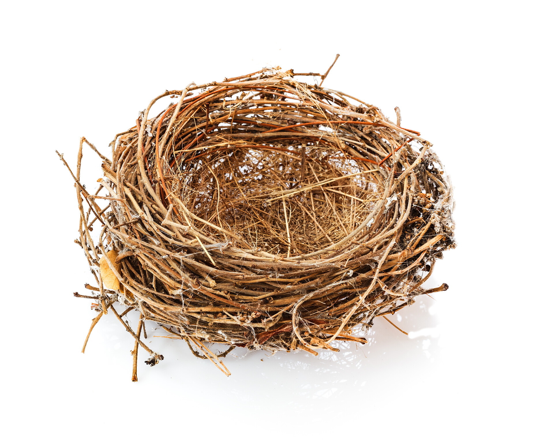 白色背景上的鸟巢白色衬底上的孤立的鸟巢