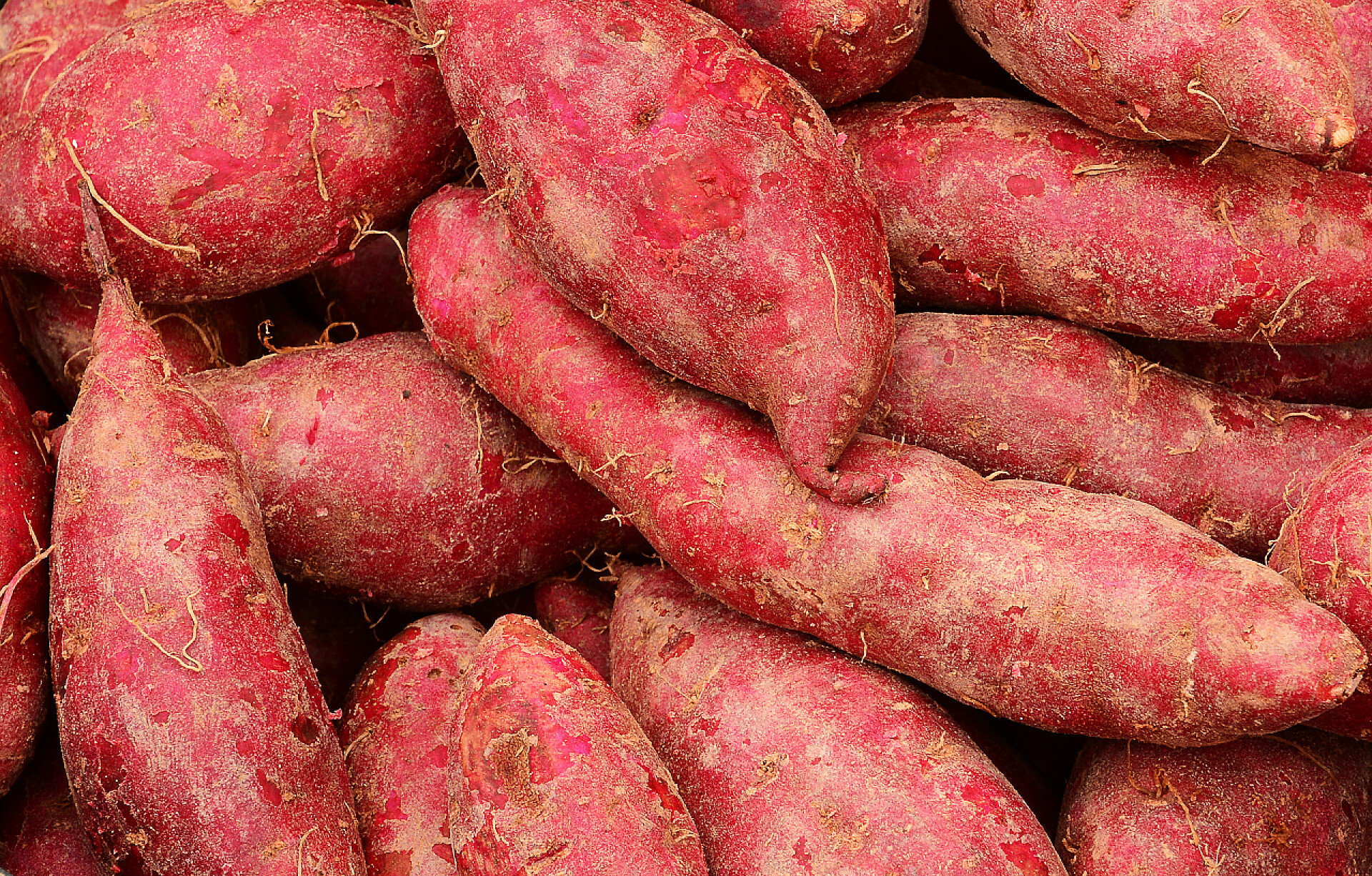 许多发芽的红薯纹理的甜土豆