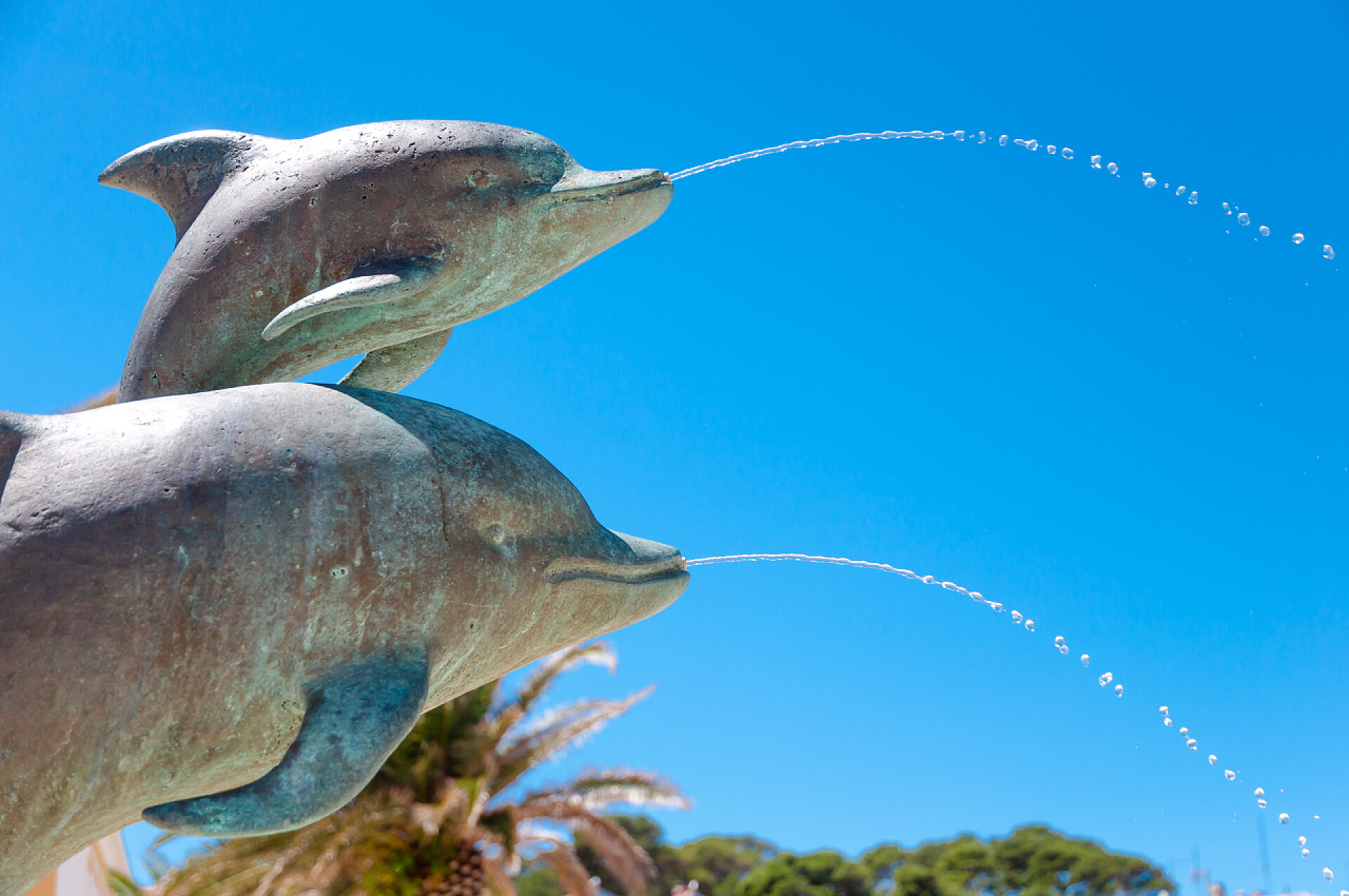 可爱的海豚在喷水海豚在马利