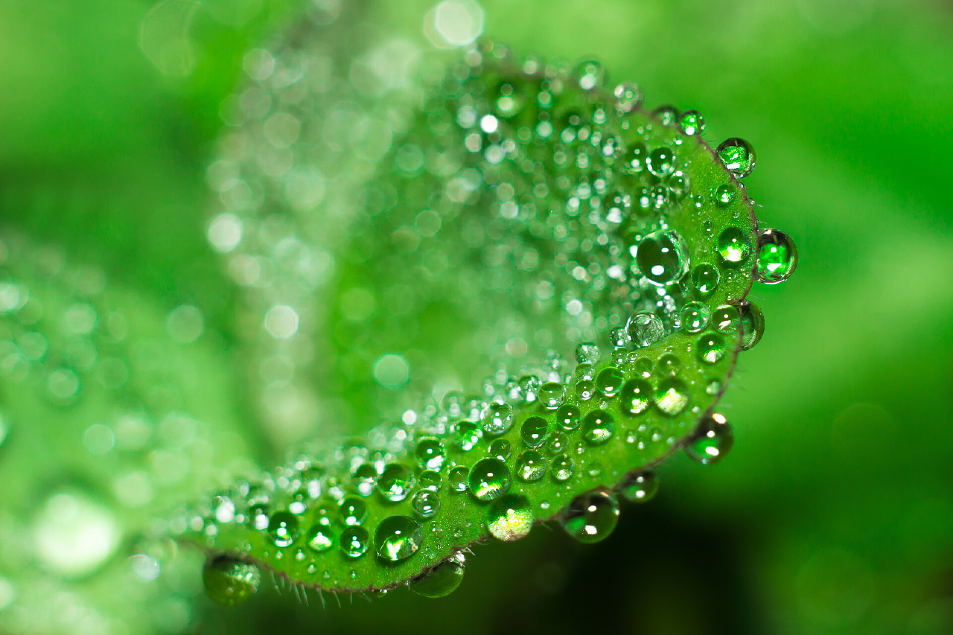 绿叶上的露珠微液滴