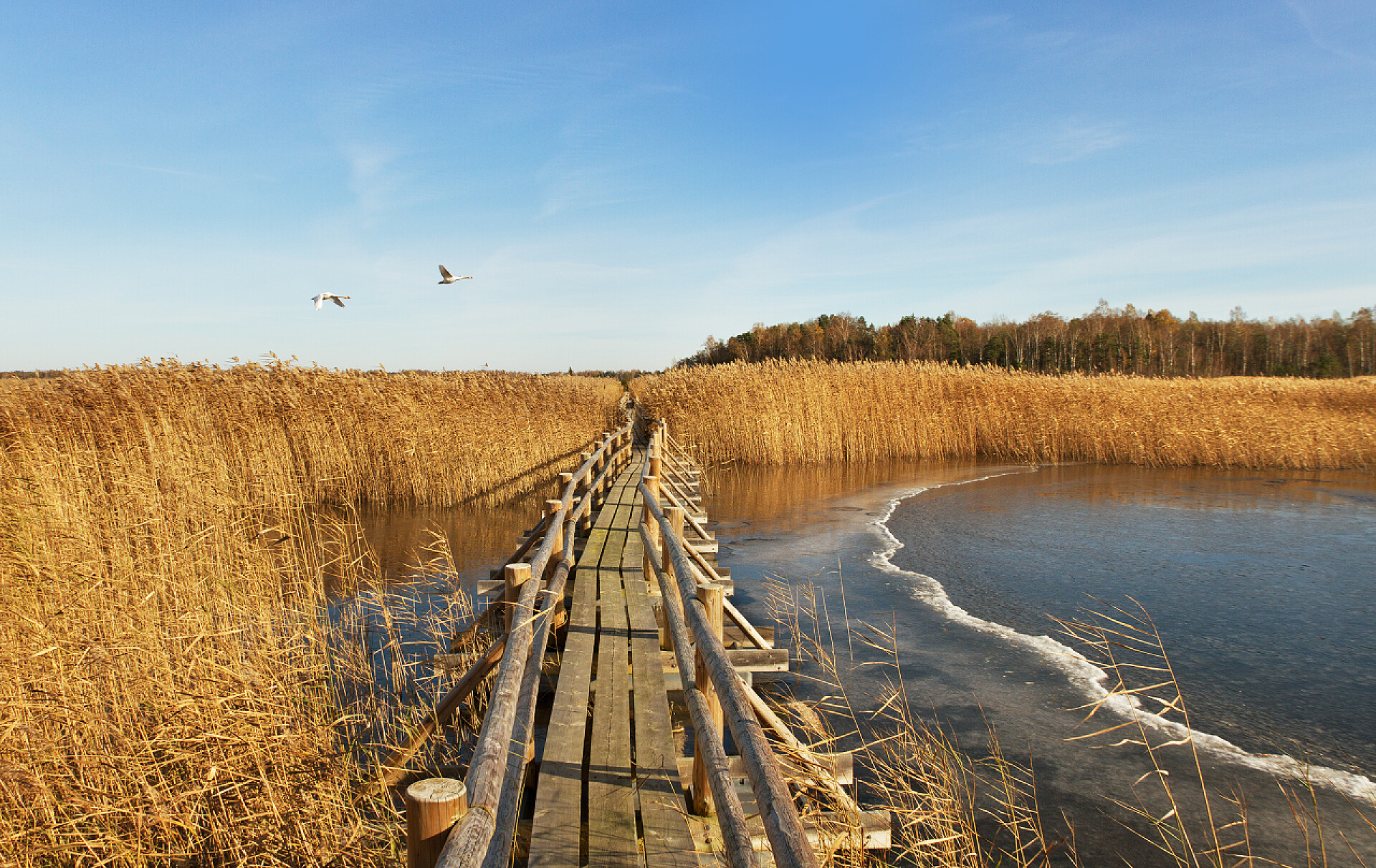 芦苇丛中的一条木制小桥在湖的木板路.