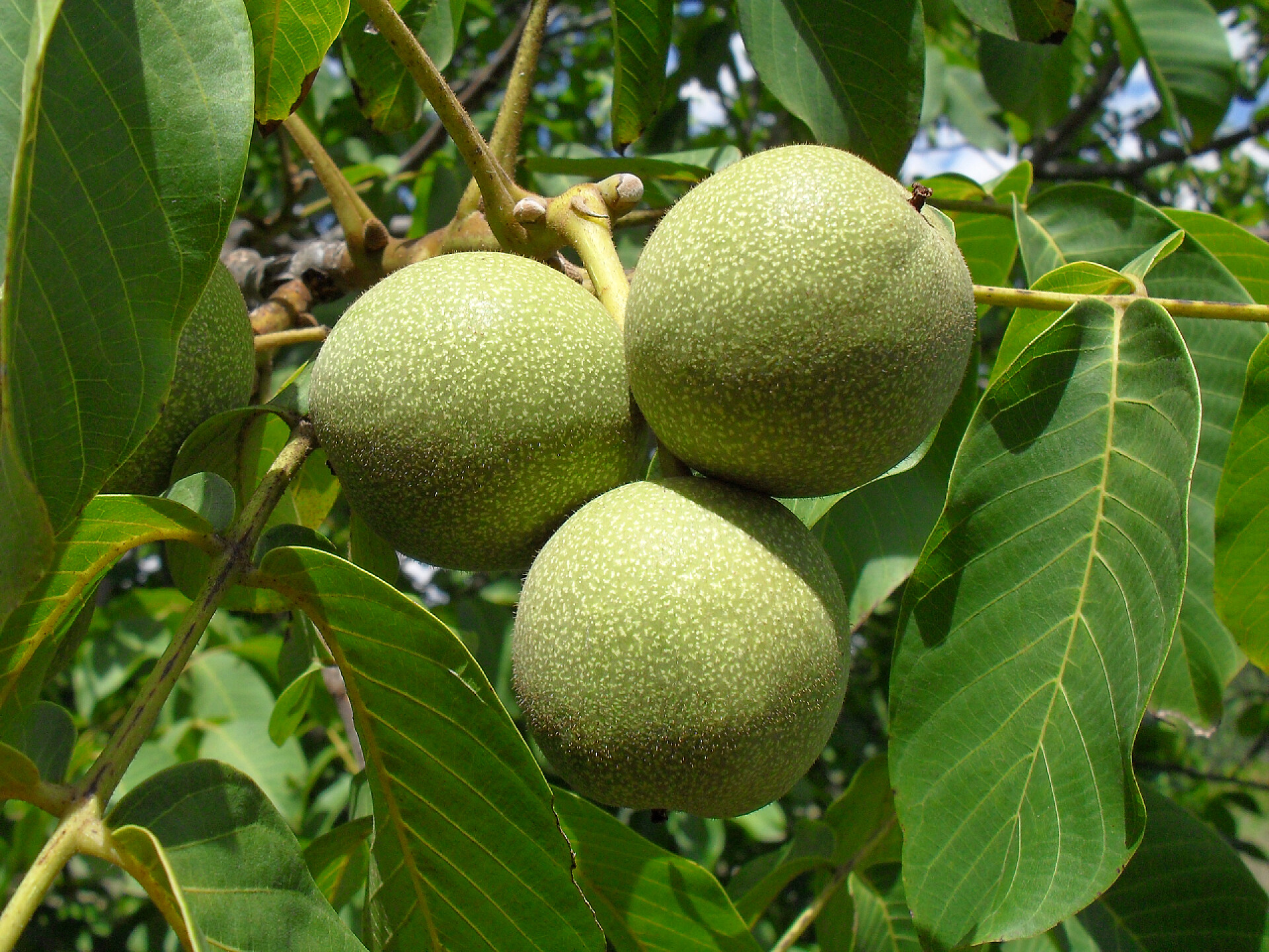 果园里成熟的柚子一棵树上的核桃关闭.