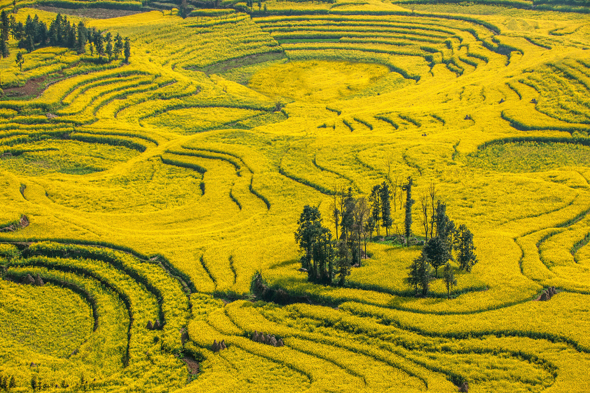 空中鸟瞰图美丽的梯田油菜花罗平牛街螺丝梯田村营油菜花