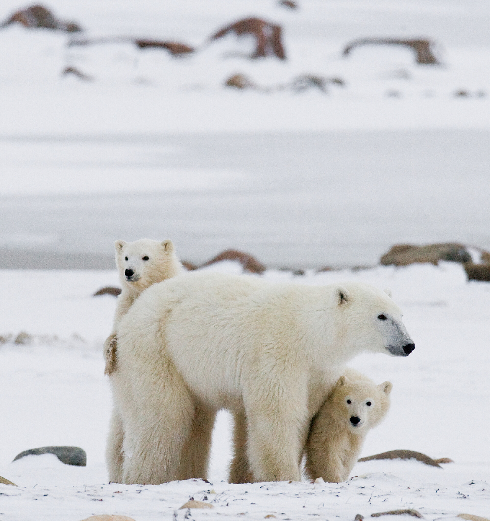 北极的北极熊北极熊与小熊
