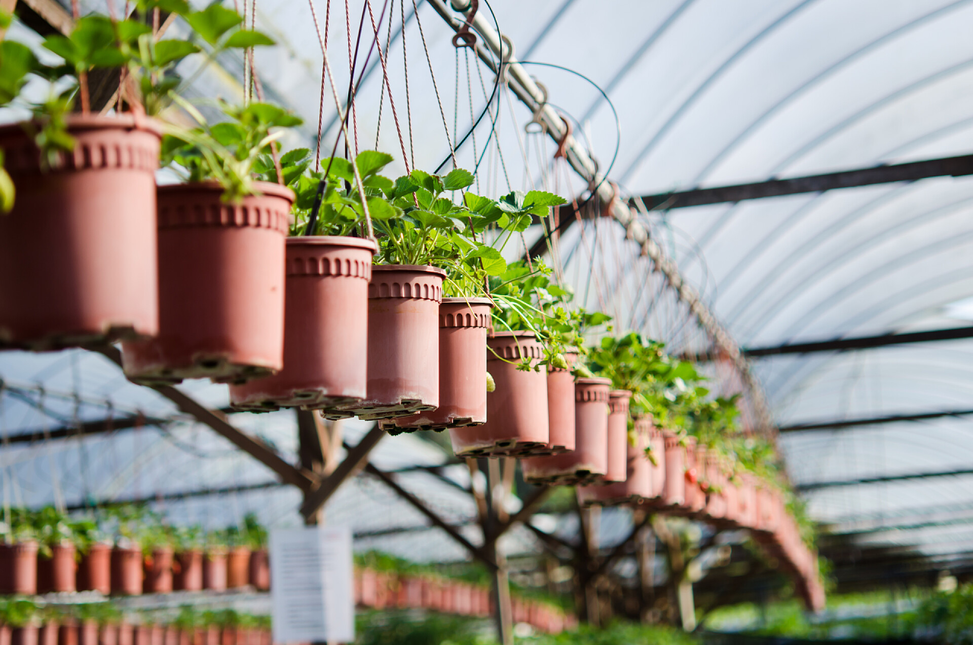 农场中的草莓盆栽种植农场