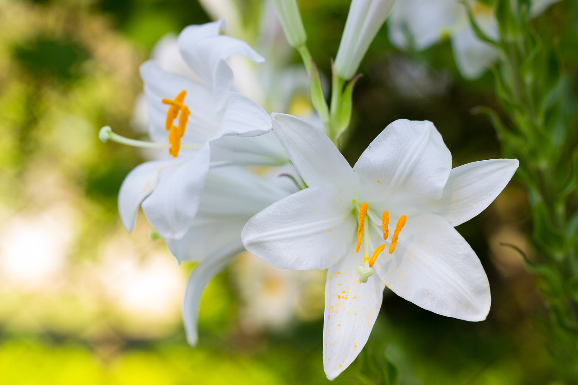 模糊背景上的百合花白百合.