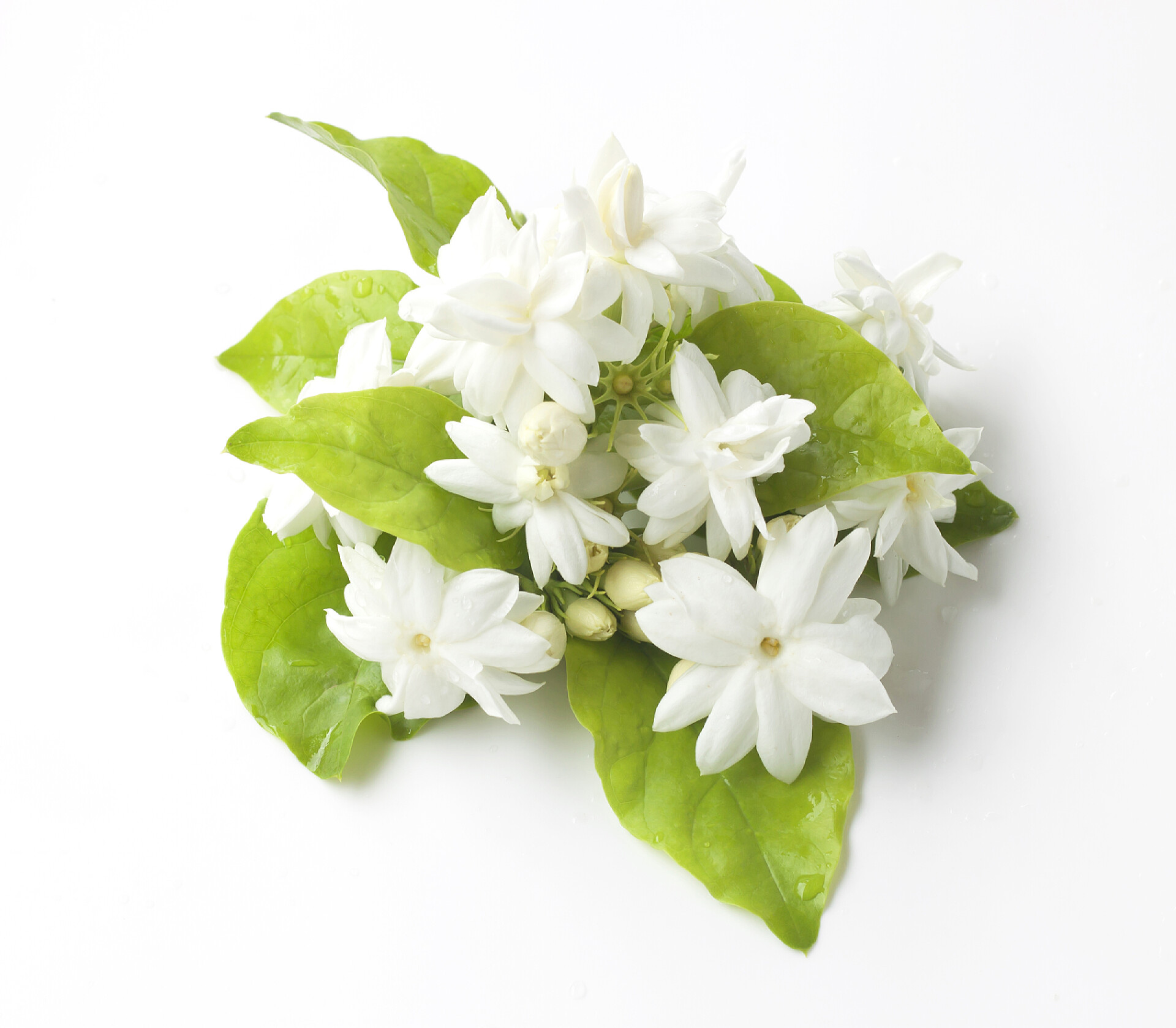 白色背景上的茉莉花茉莉花