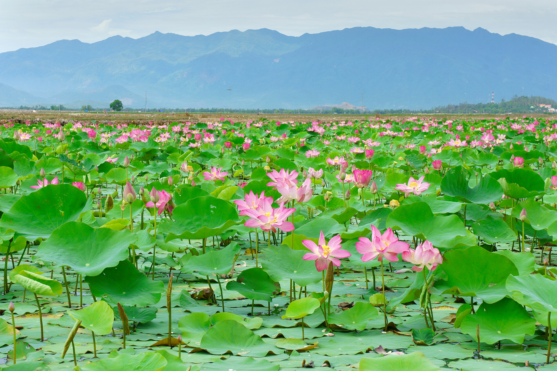池塘里的荷花Vietnam flower, lotus flower, lotus pond