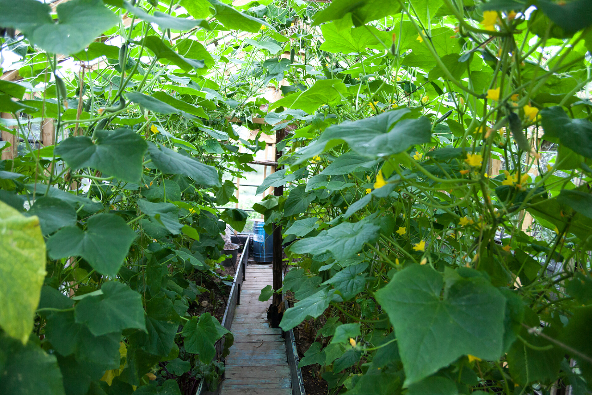 大棚里的蔬菜蔬菜大棚