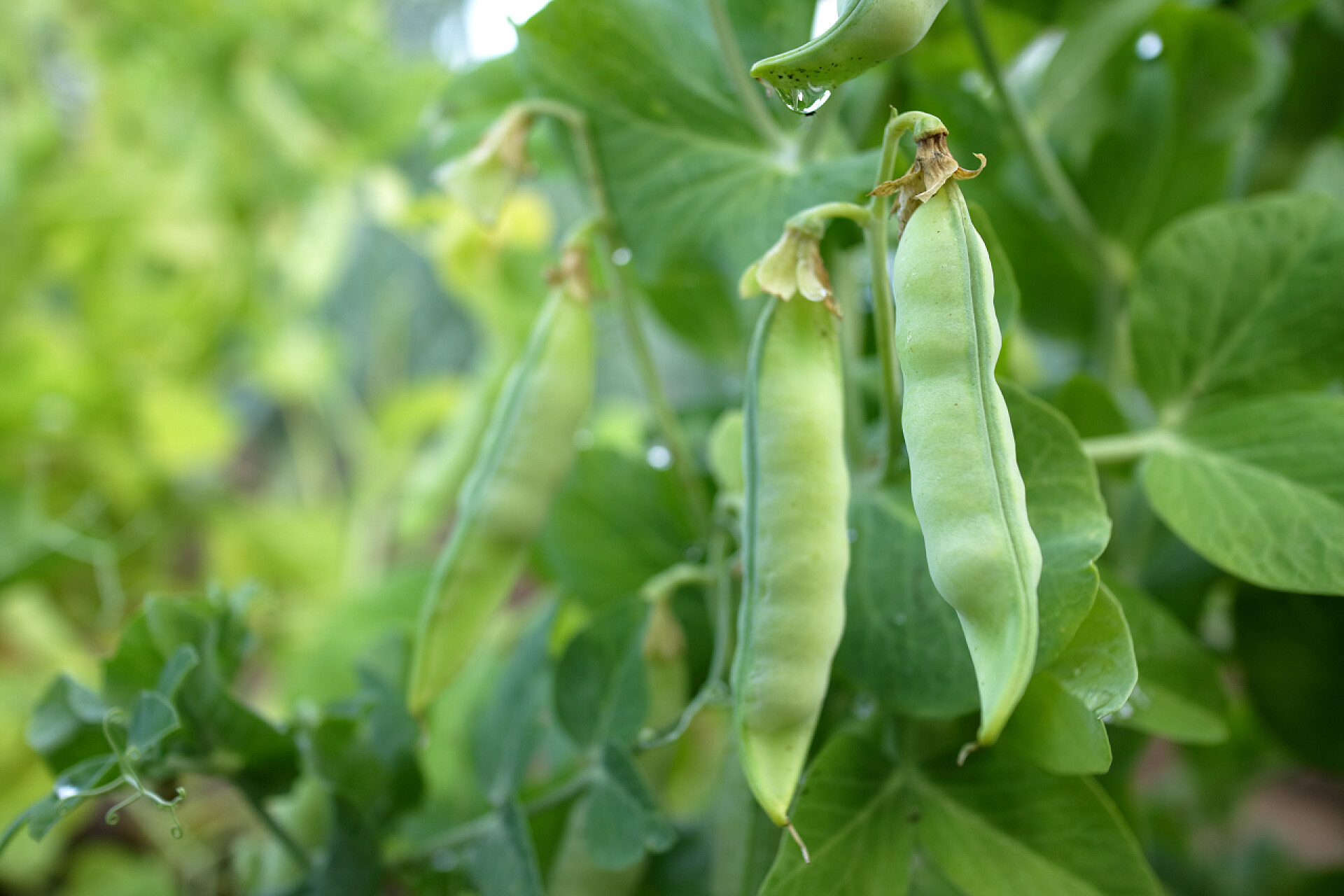绿色背景上的豌豆豌豆上绿色