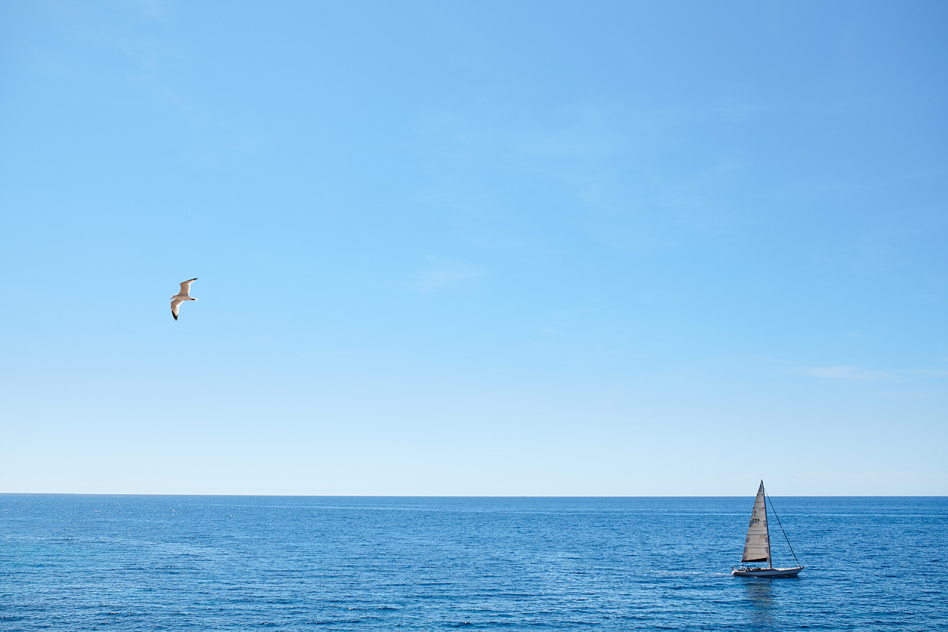 大海上行驶的小船海。天空。鸟。游艇.