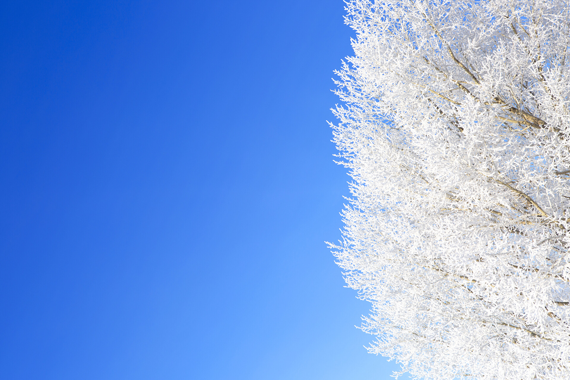冬天树上的结晶美丽的冬天白色雪在树枝上的雪