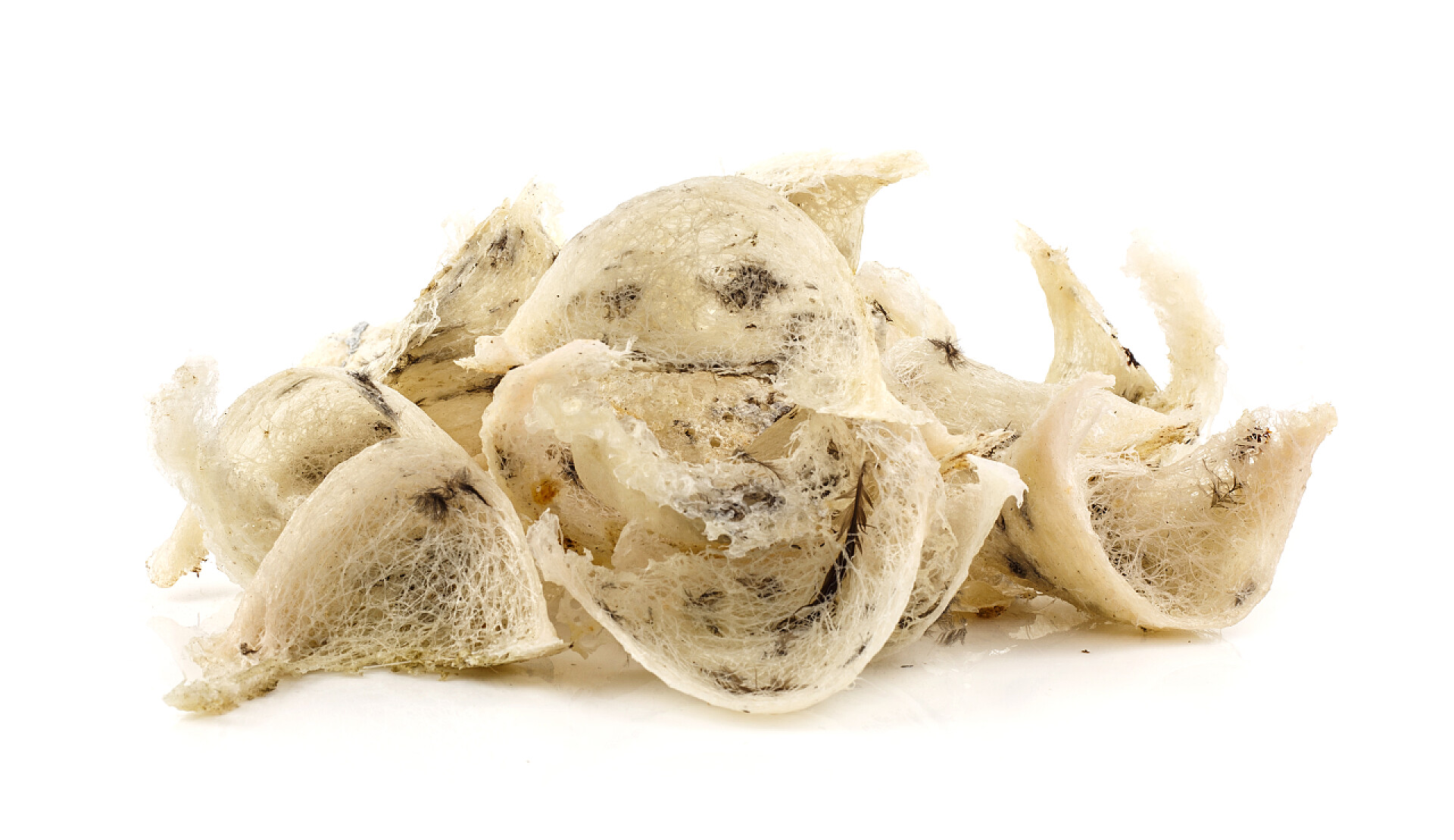 白色背景上的燕窝组的原始燕窝