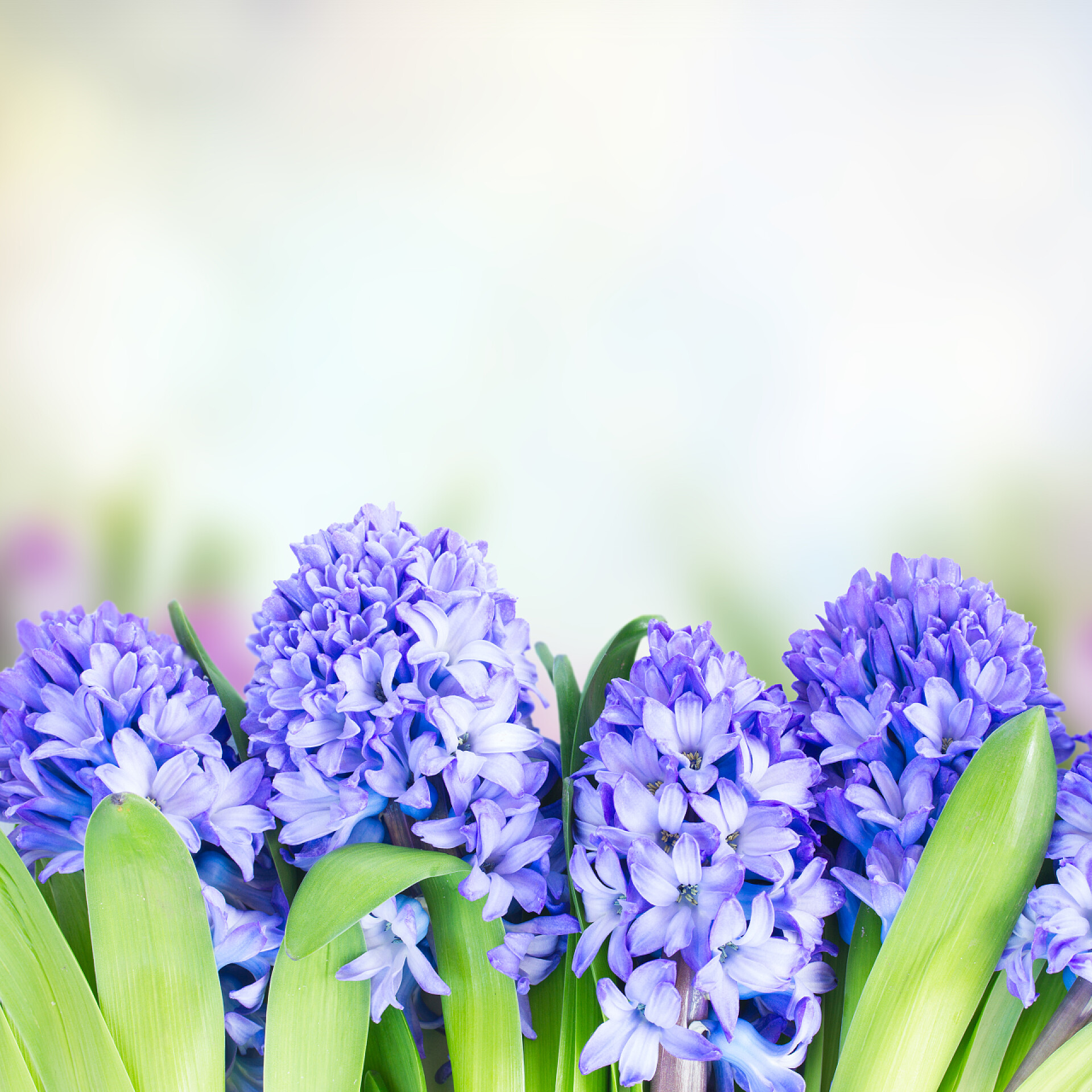 虚幻背景下的紫色小花蓝色风信子花