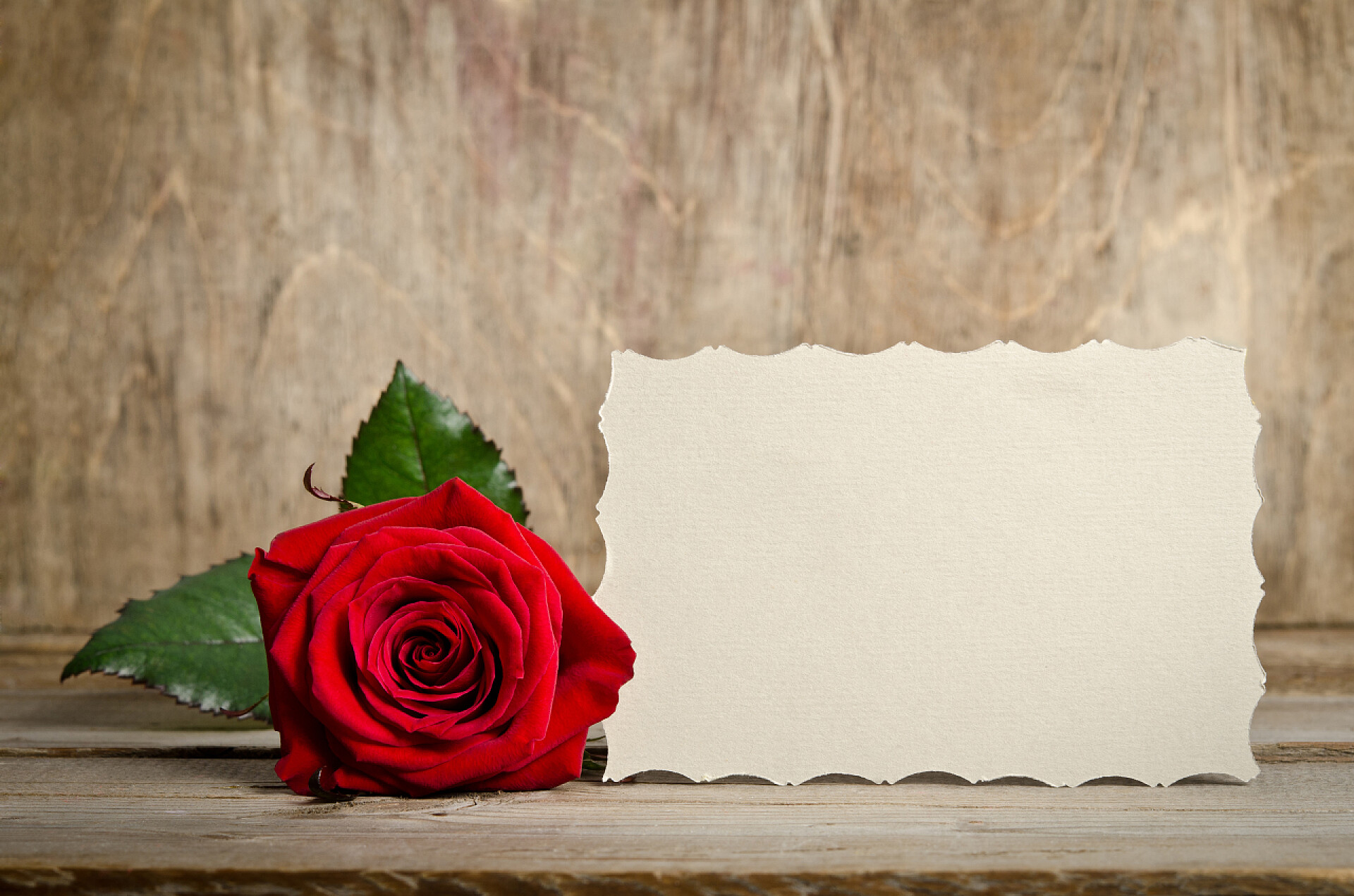 为木制背景上的红色的玫瑰和空白礼品卡红色的玫瑰和空白礼品卡为木制背景上的文字的