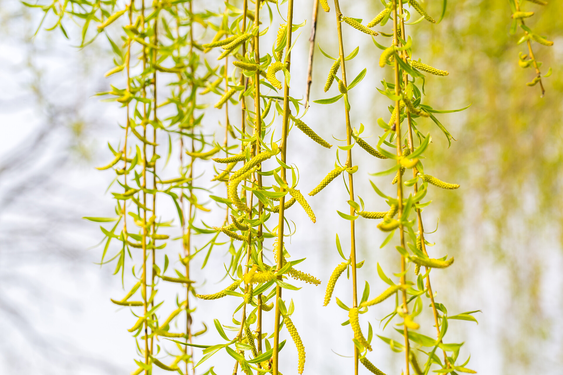 春天杨柳树幼叶绿枝幼叶的那棵柳树 