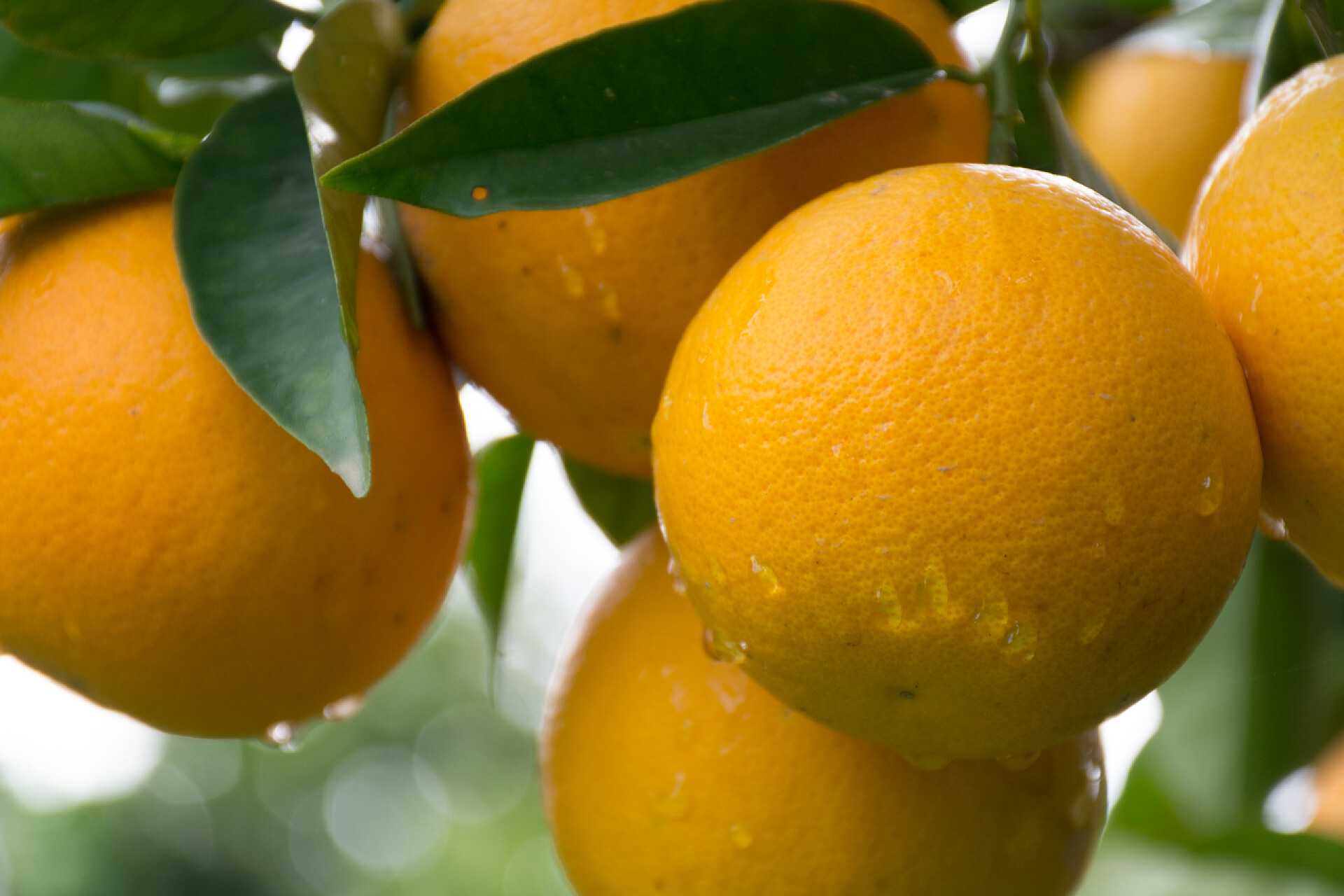 果园里成熟的橘子花园里的桔树