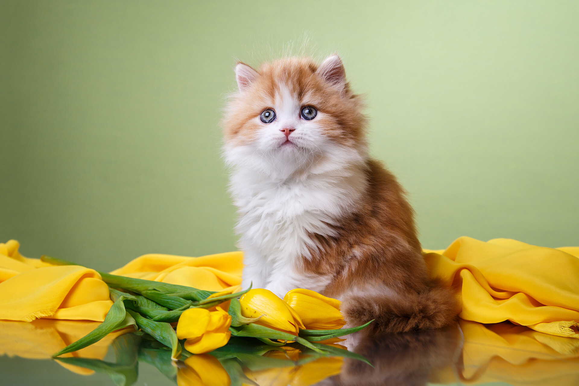 淡绿色背景下的小猫咪小猫苏格兰折耳猫品种