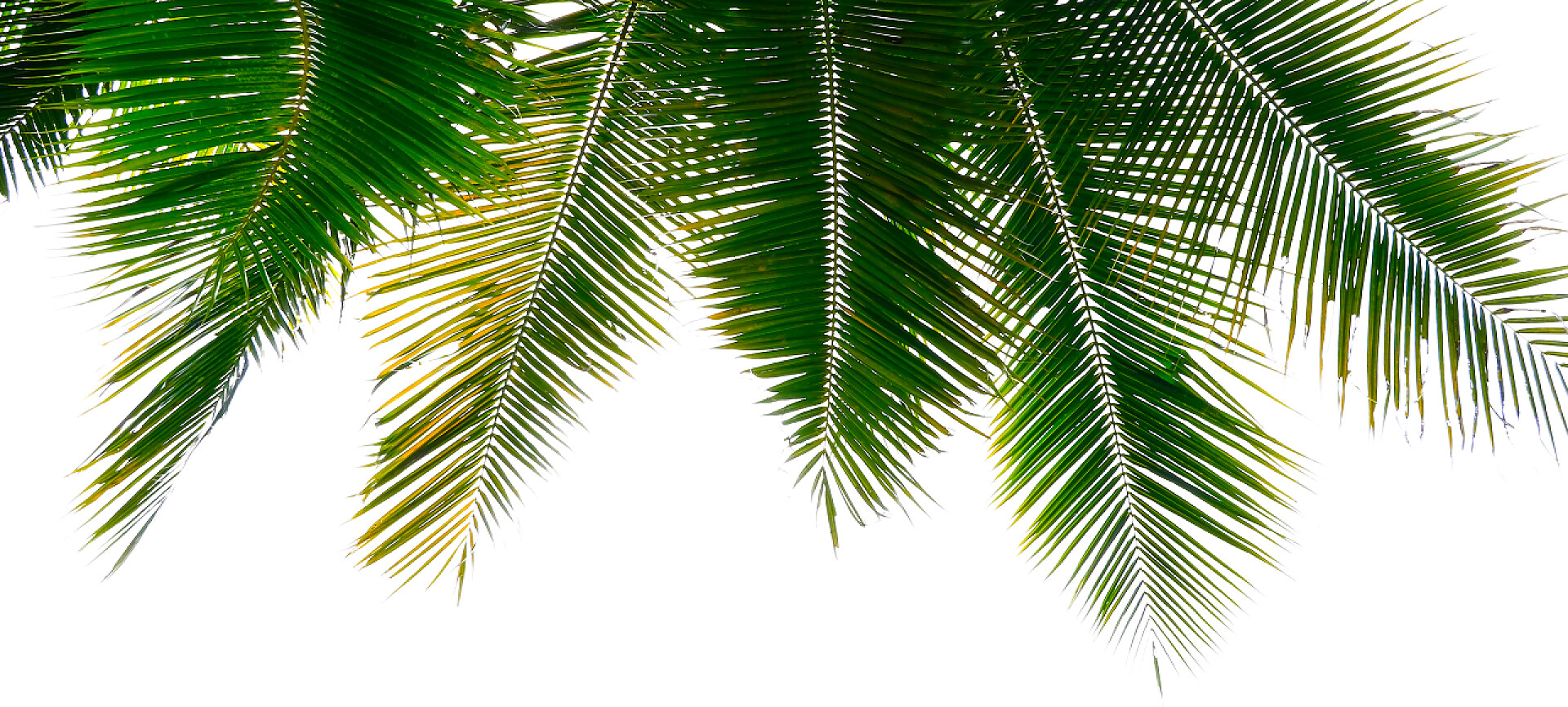 白色背景上的绿色树叶孤立的白色背景上的椰子树上的树叶