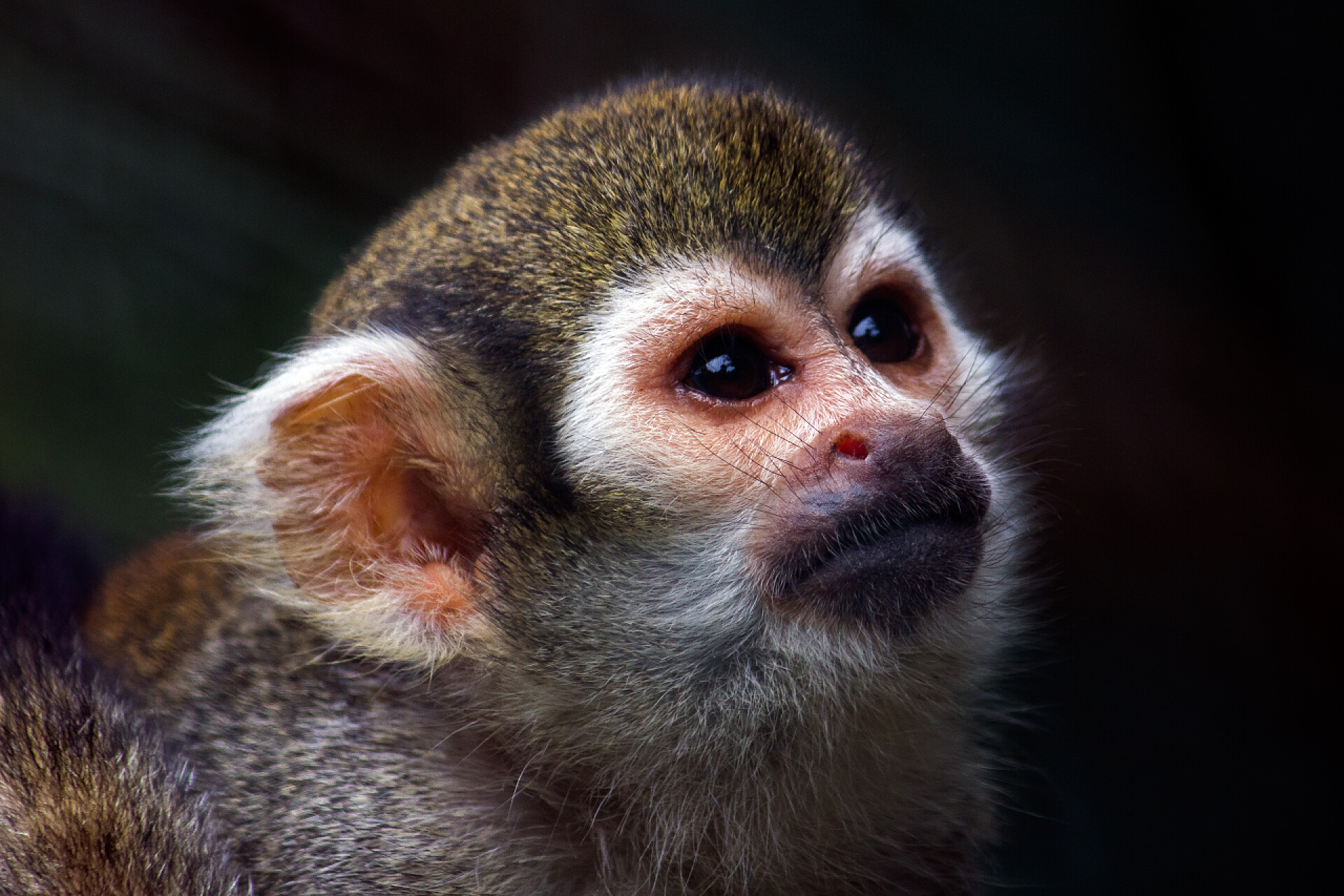 黑色背景上的松鼠猴松鼠猴的肖像