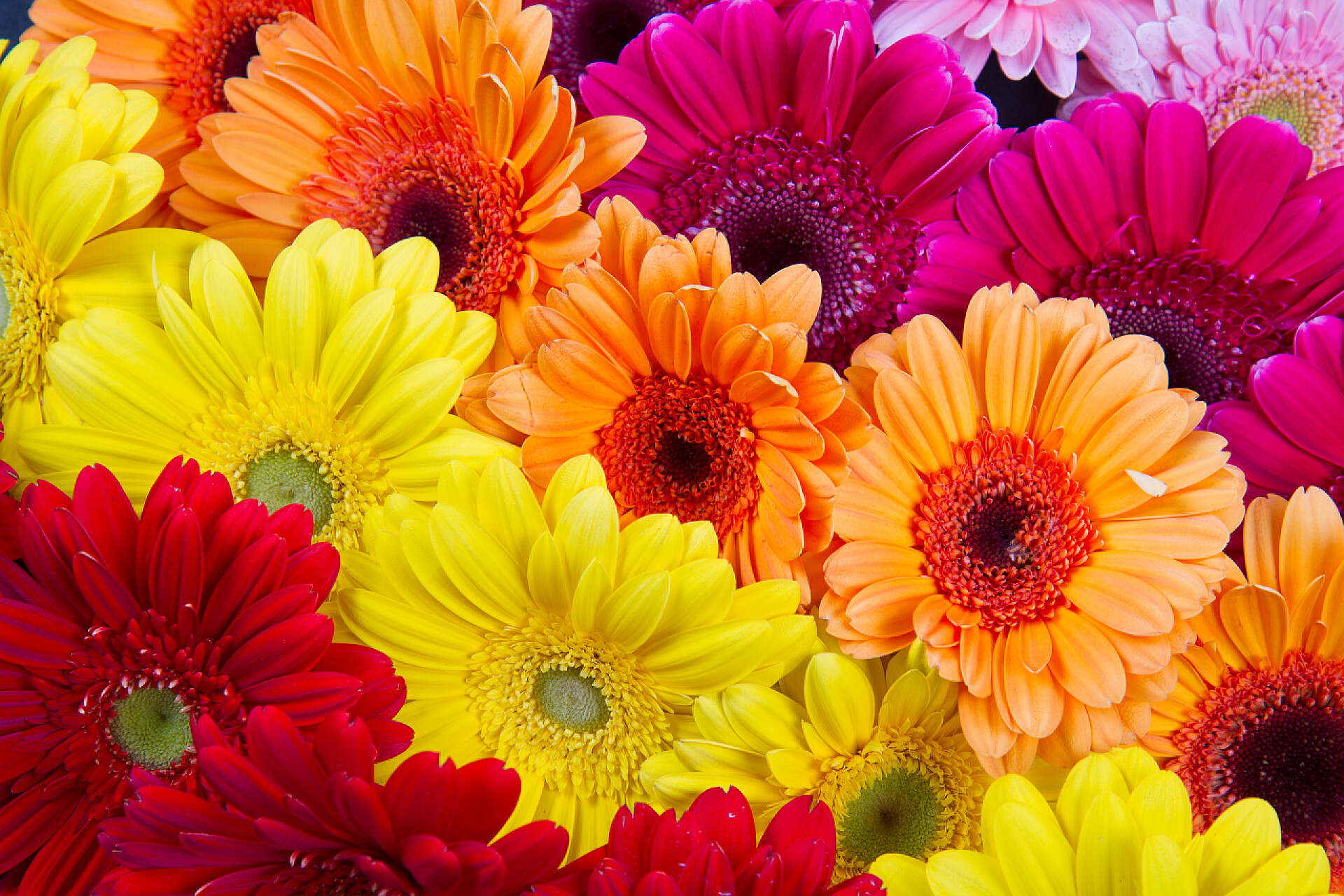 公园里多彩的菊花多彩非洲菊鲜花