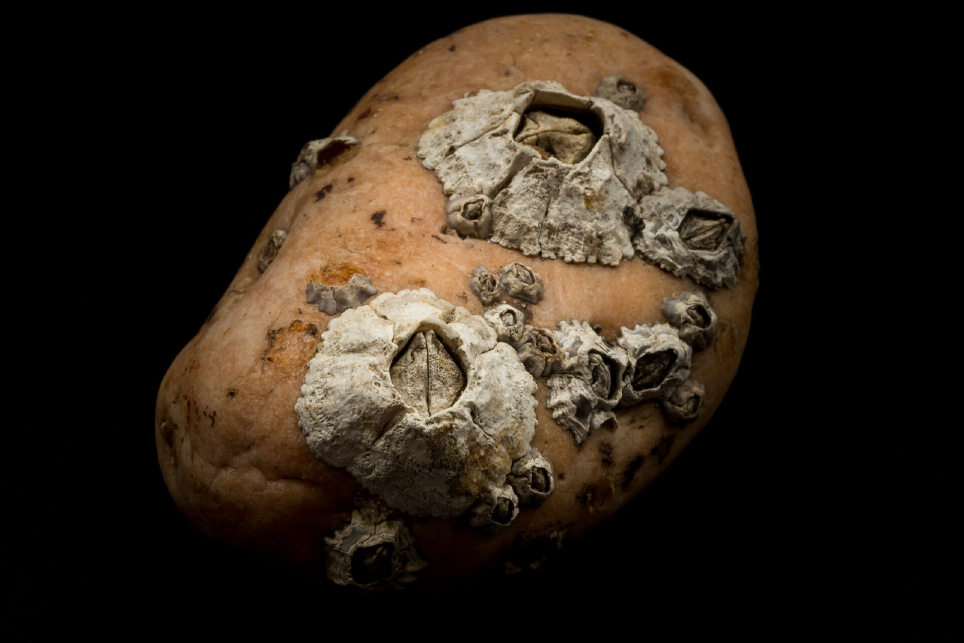 生虫的南瓜藤壶附在石宏