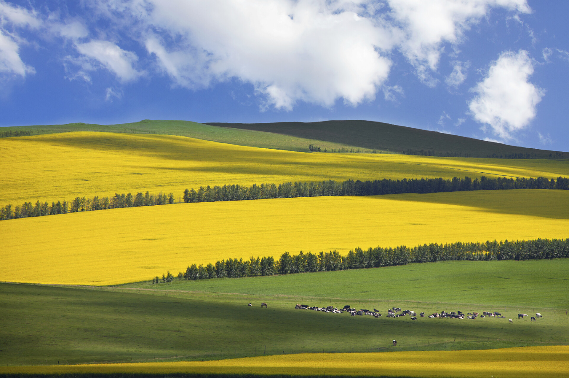 呼伦贝尔大草原风景如画的内蒙古草原呼伦贝尔内蒙古草原的景观