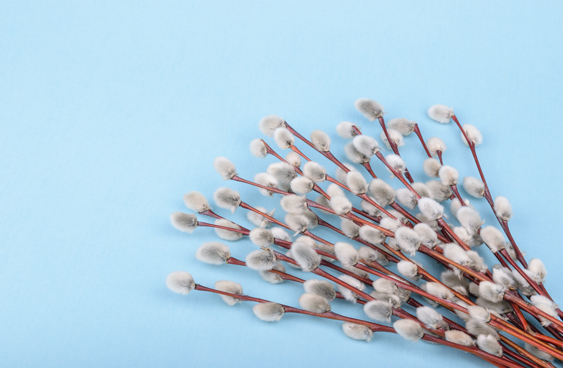 蓝色背景上的柳树枝在蓝色背景上的柳树枝