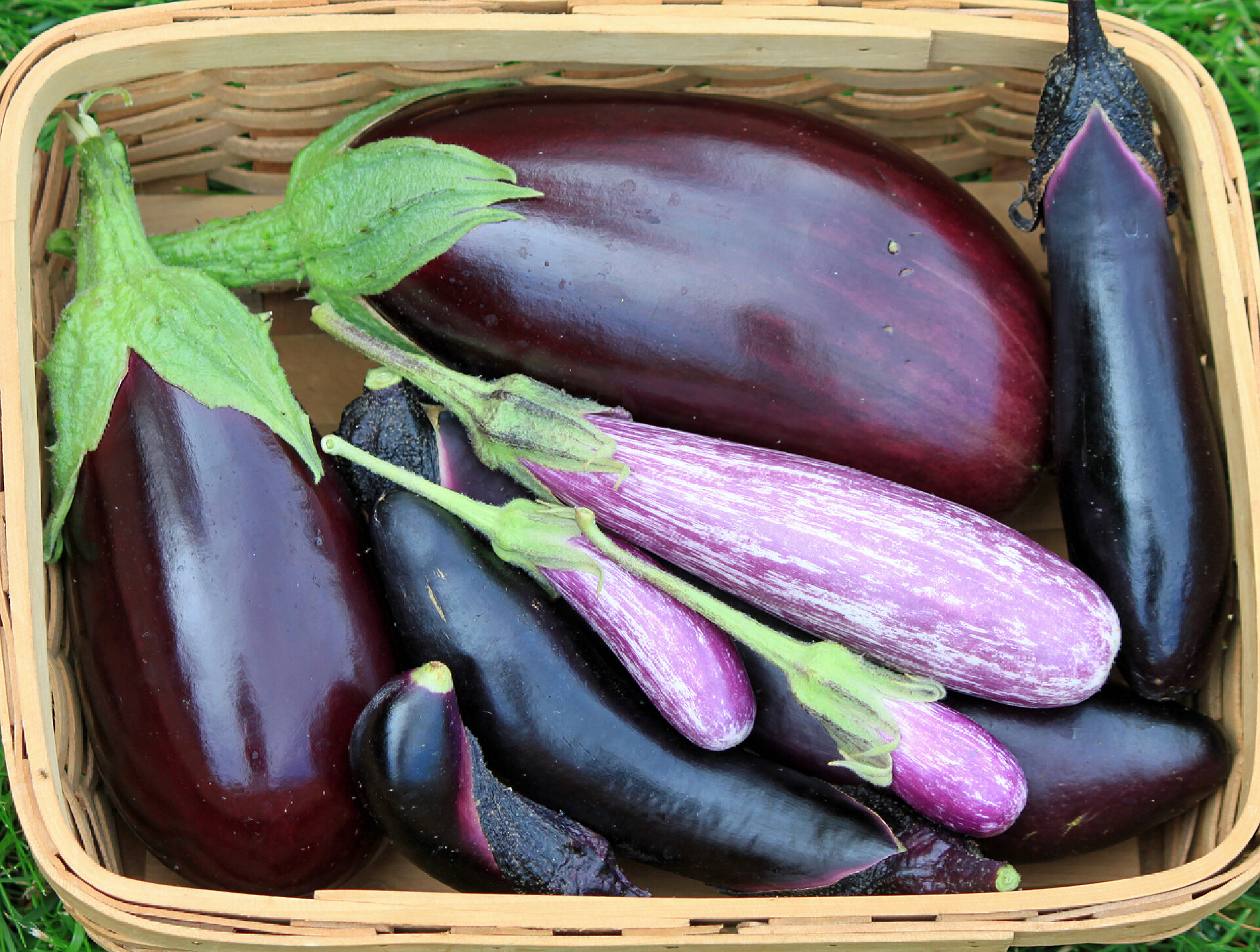 篮子里的茄子篮子里的只是摘茄子