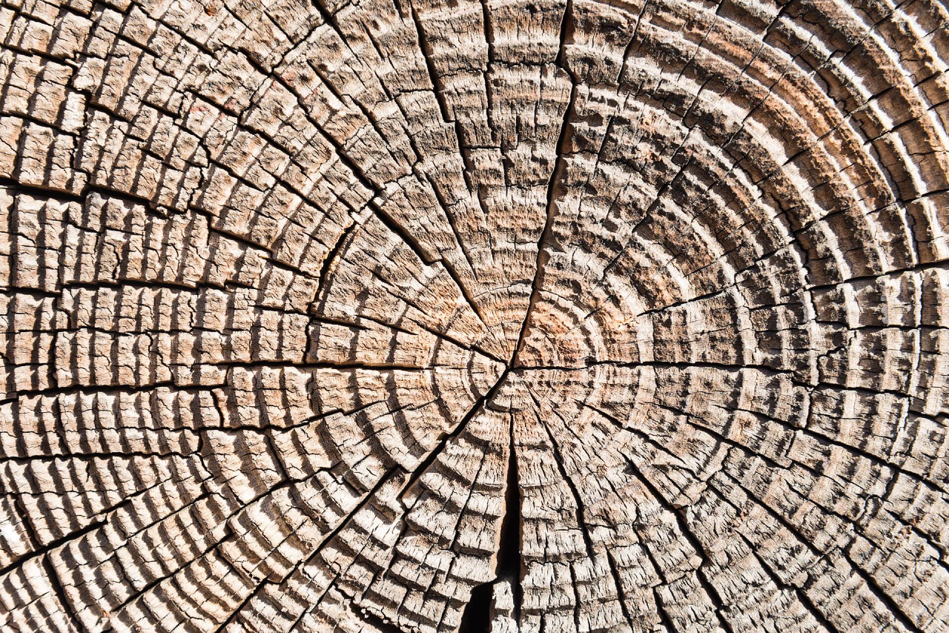 自然形成的大树木纹老年木材纹理