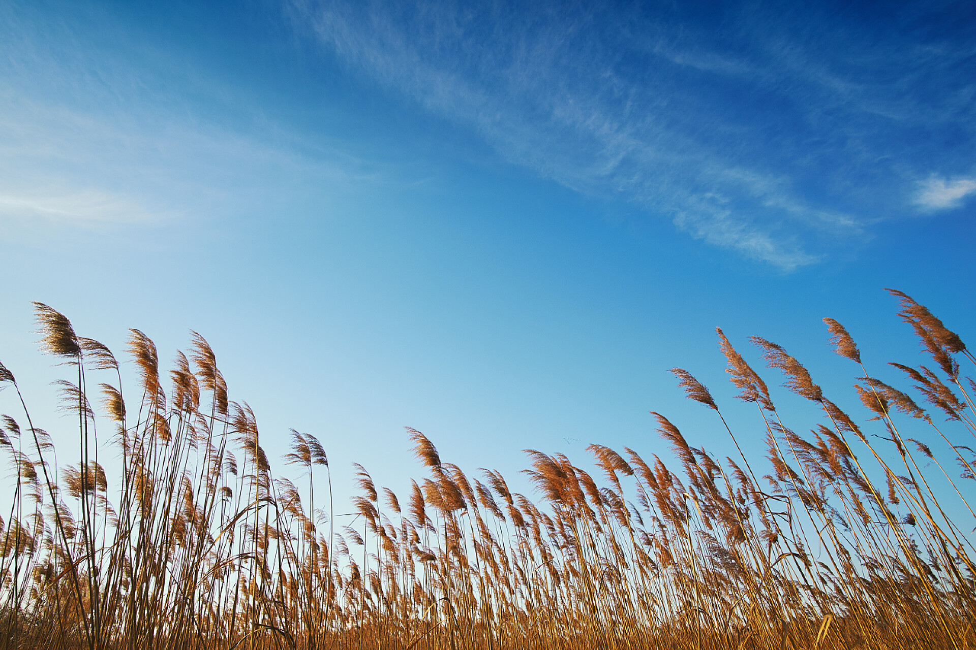 晴朗蓝天下的芦苇芦苇和晴朗的天空