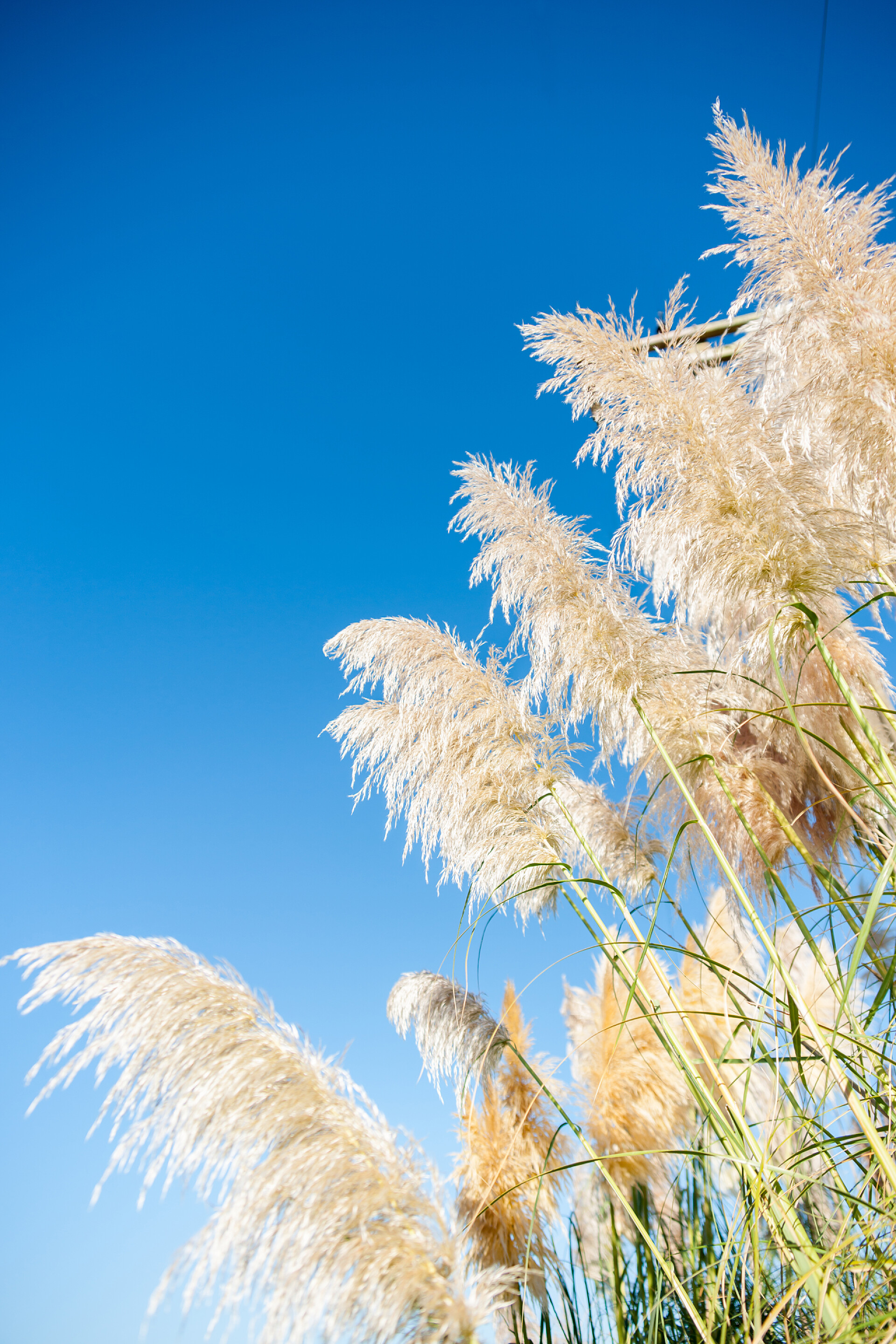 蓝天下的潘帕斯草潘帕斯草原草种子头。蓝色的天空