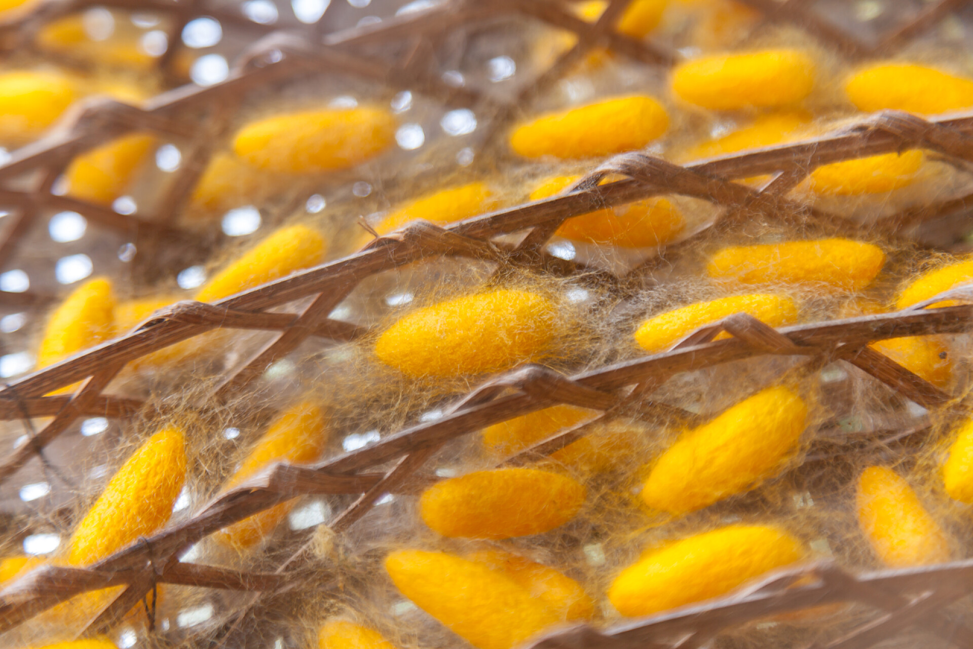 黄茧蚕织工艺特写黄茧蚕