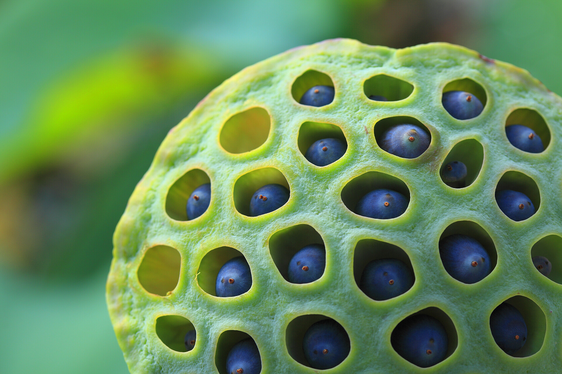 一朵美丽的莲蓬美丽的莲花