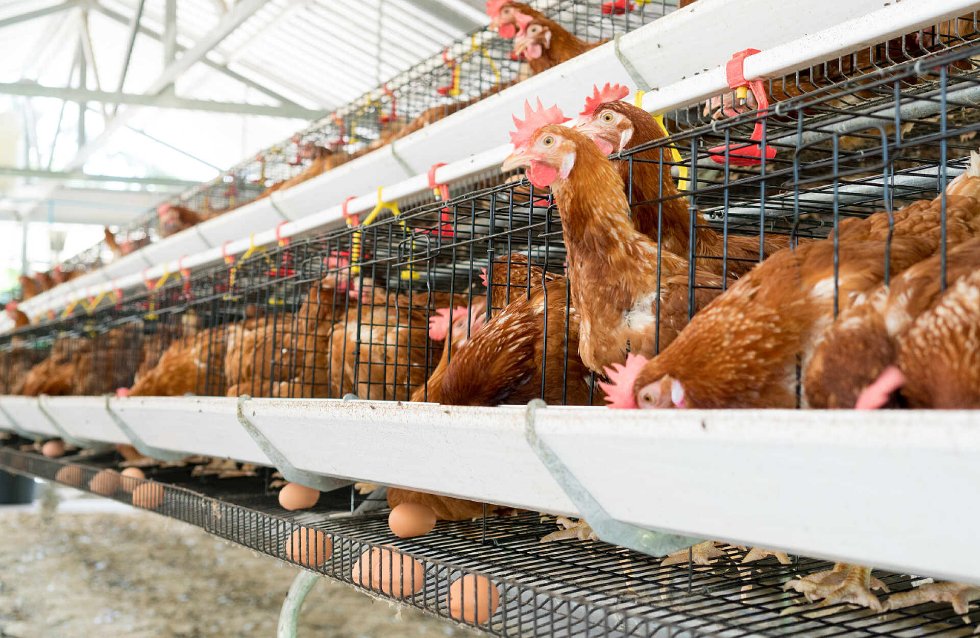 母鸡在农场里吃东西母鸡、鸡蛋和小鸡在农场里吃东西.