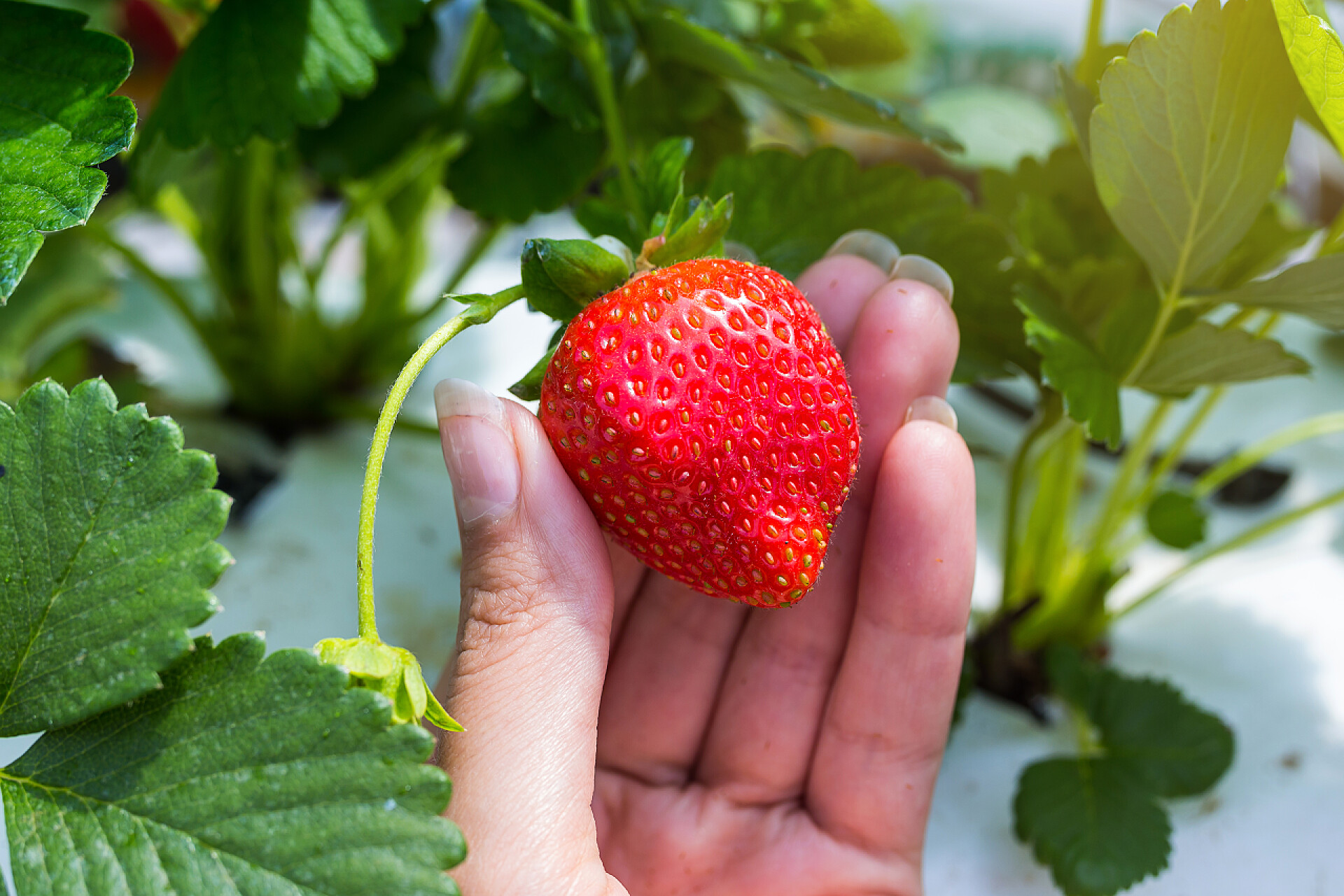 大棚种植的草莓工业增长的草莓，无土栽培草莓行人工林，生长在温室里，草莓田，室内的草莓农场，里面的新鲜草莓栽培草莓
