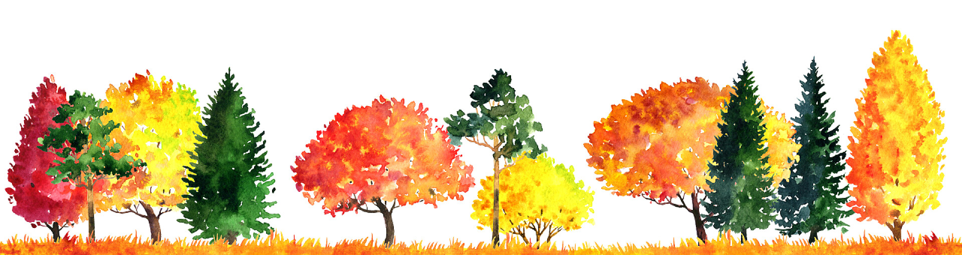 白色背景上的森林彩绘水彩风景的树