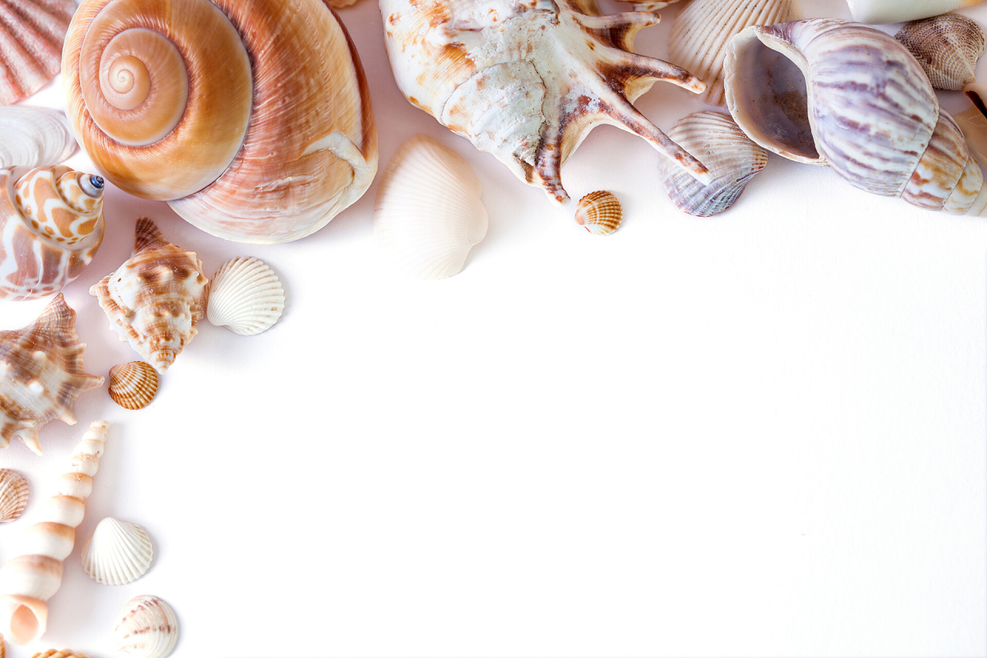 白色背景上美丽的海洋贝壳白色背景的一组不同的海贝壳