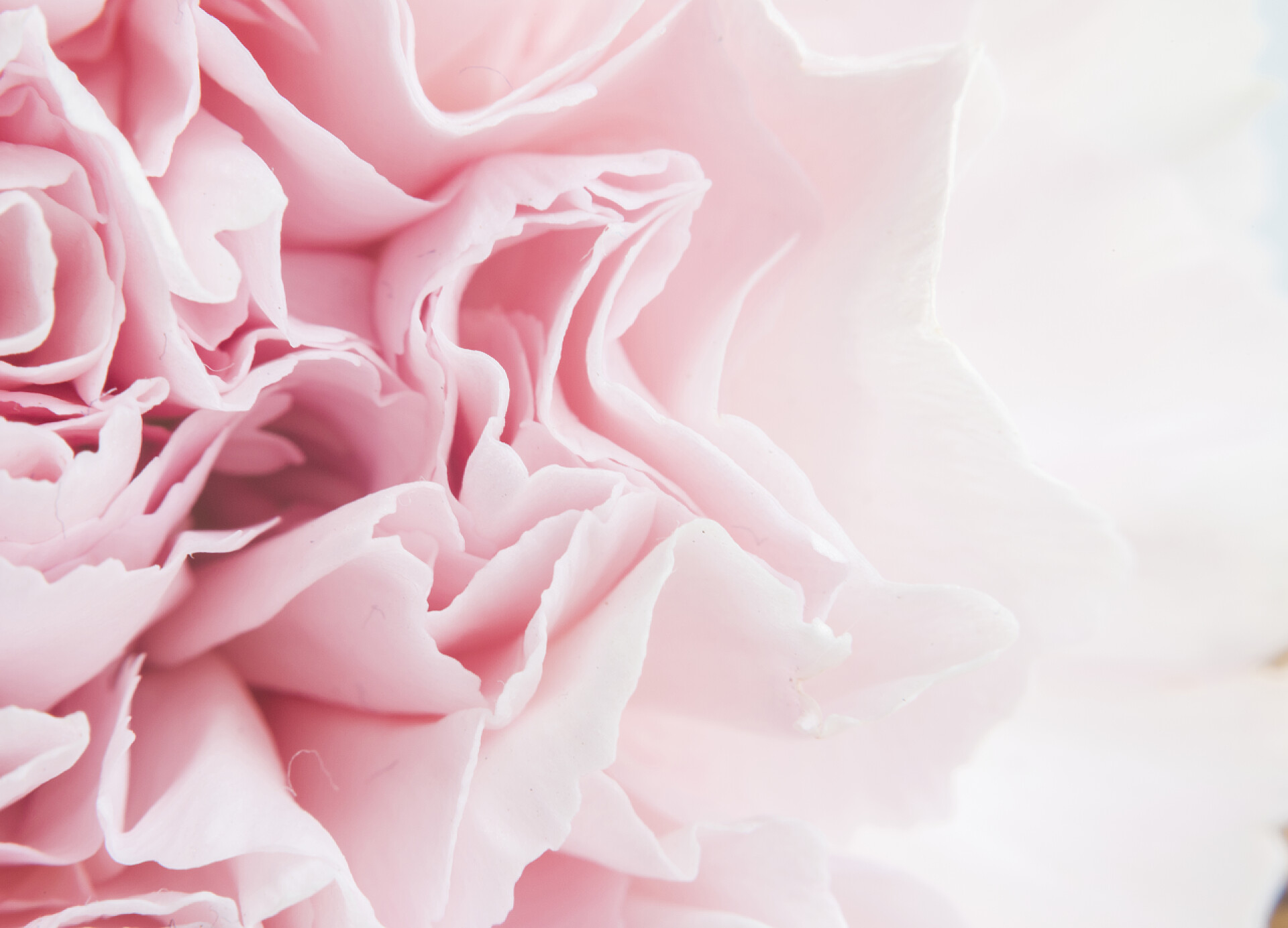 白色背景中一朵粉红色的康乃馨粉红康乃馨花