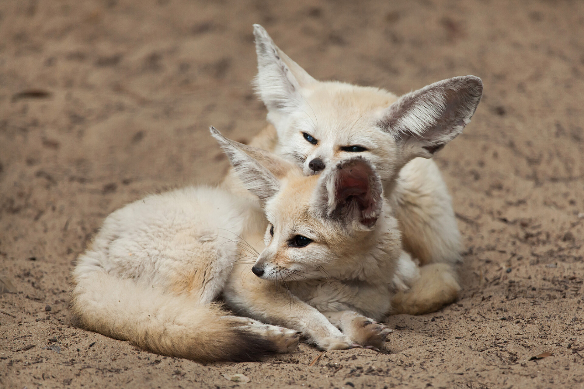 地上躺着两只可爱的小狐狸Fennec 狐狸 (Vulpes zerda).