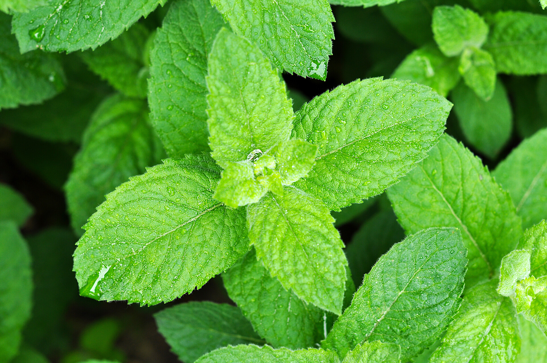 花园里新鲜的薄荷叶特写新鲜的薄荷