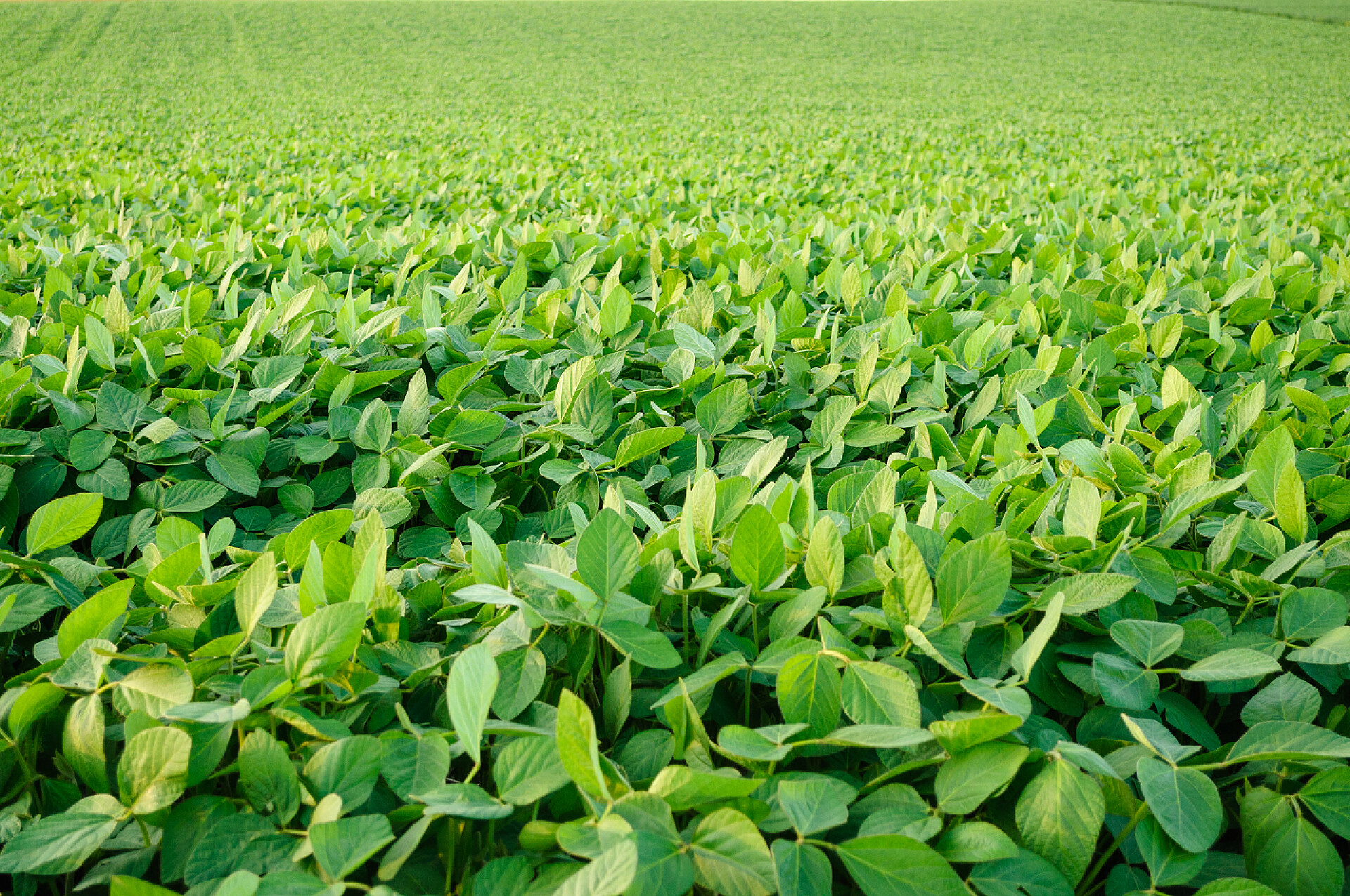 一片成熟的大豆田春季大豆田成熟，农业景观
