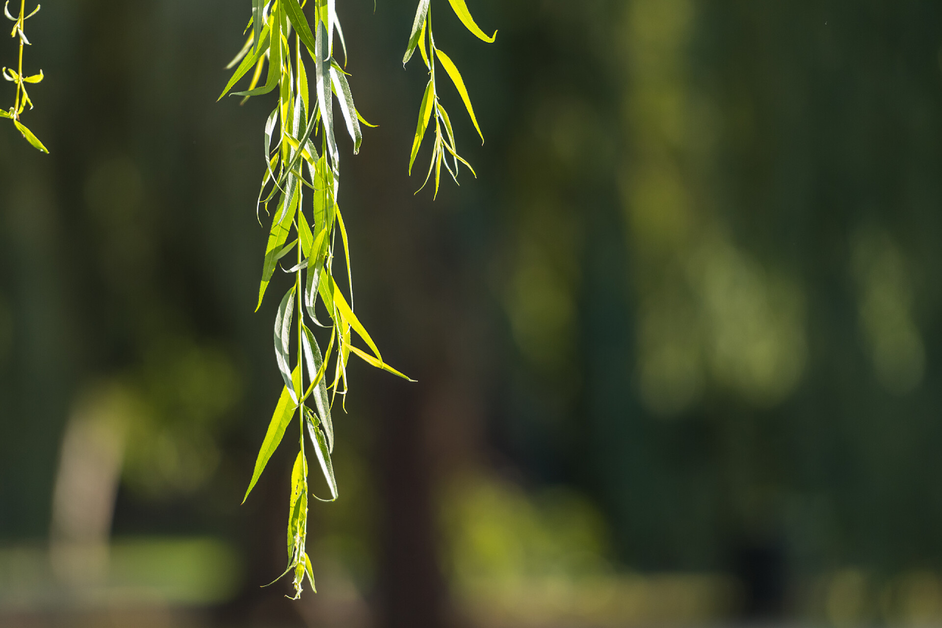 模糊背景上的柳树叶靠近哭泣的柳树叶和复制空间