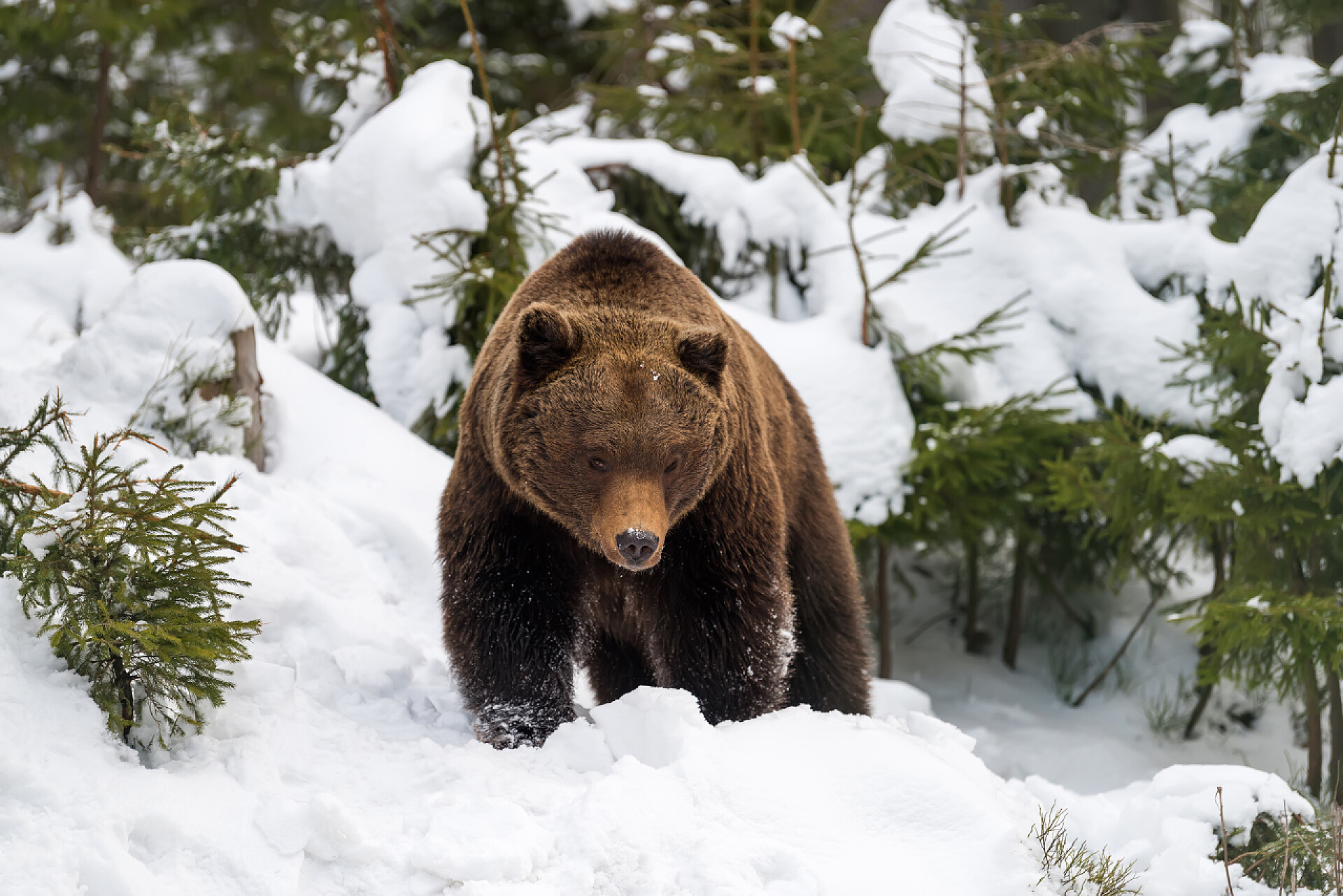 雪地上爬行的熊在冬季森林中的野生棕熊