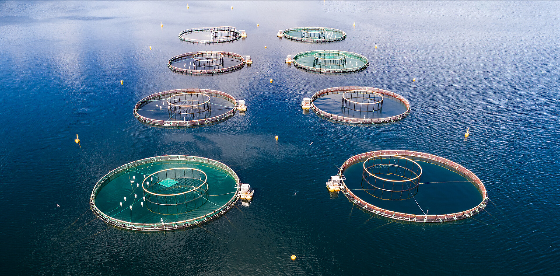 航拍海面上钓鲑鱼设备农场三文鱼钓鱼空中 Fpv 无人机摄影.