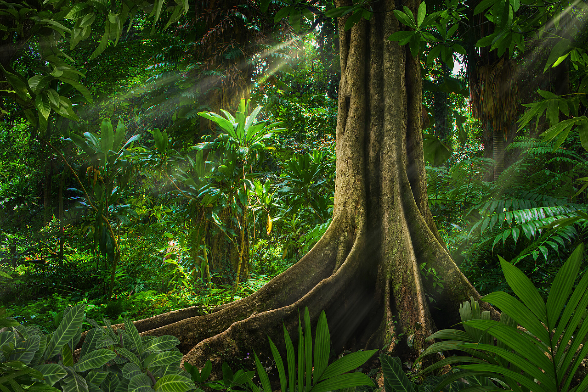 户外原始森林的树木蒲甘的佛教寺院